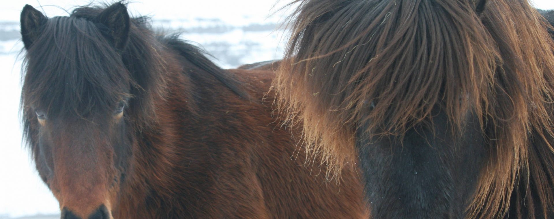 Bons baisers d'Islande