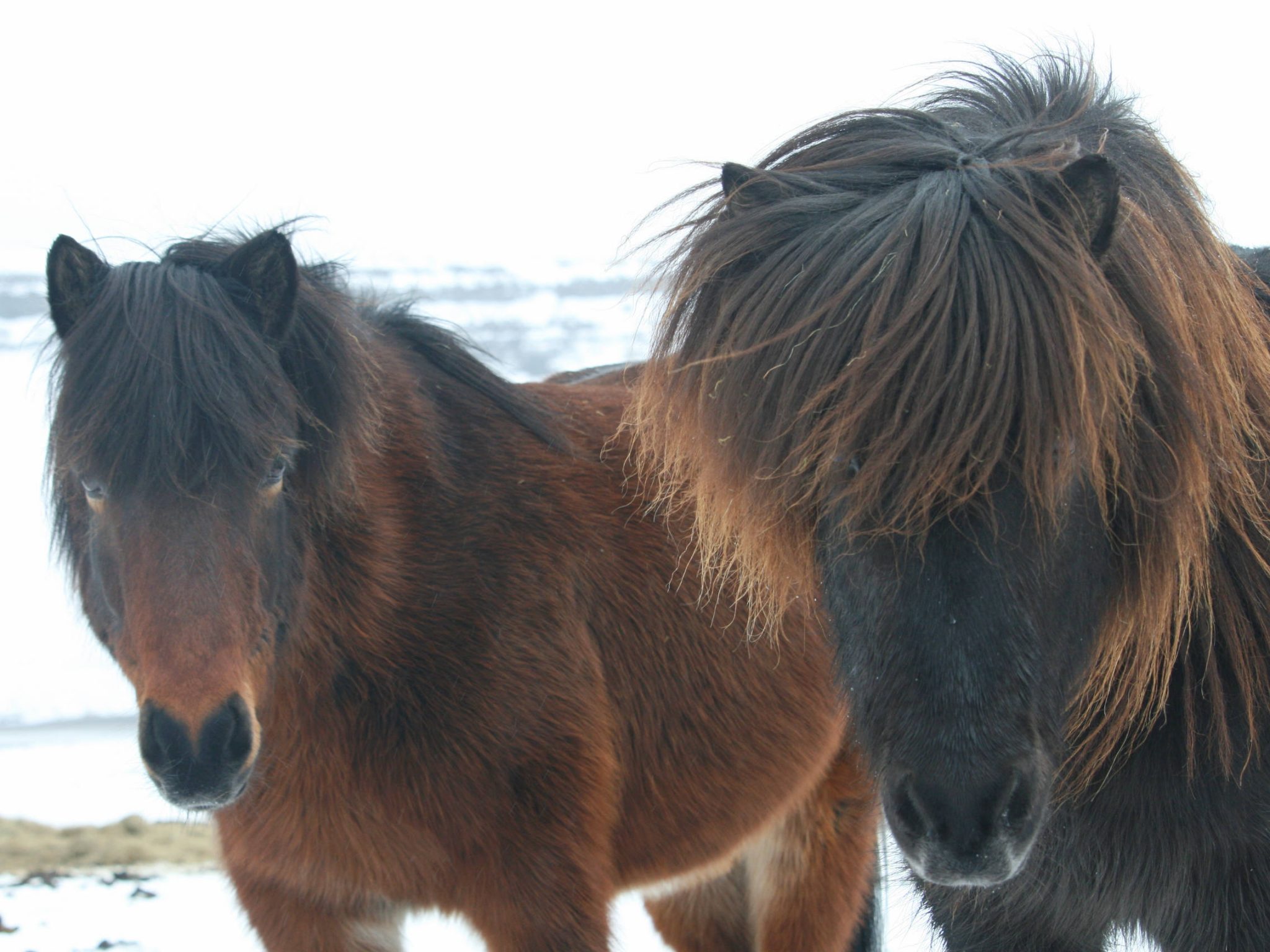 Bons baisers d'Islande