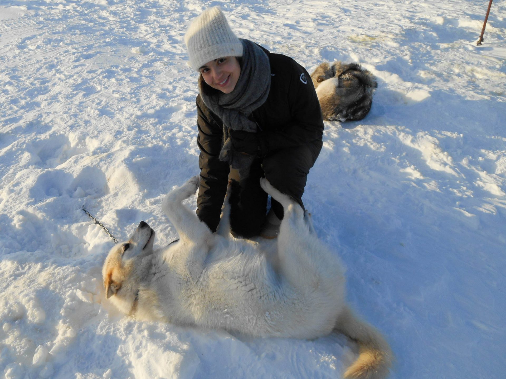 chien traineau seltun blue lagoon (13 sur 50)
