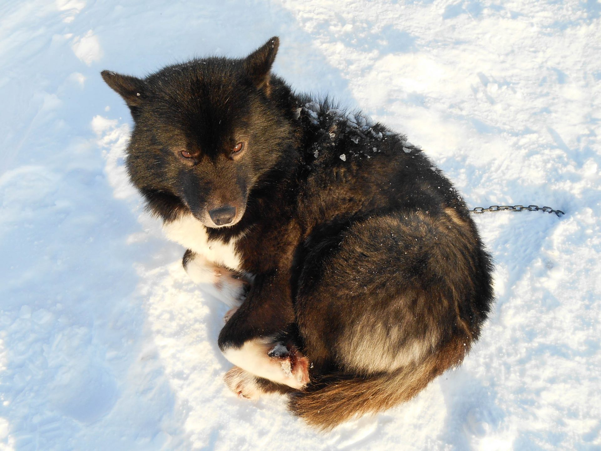 chien traineau seltun blue lagoon (16 sur 50)