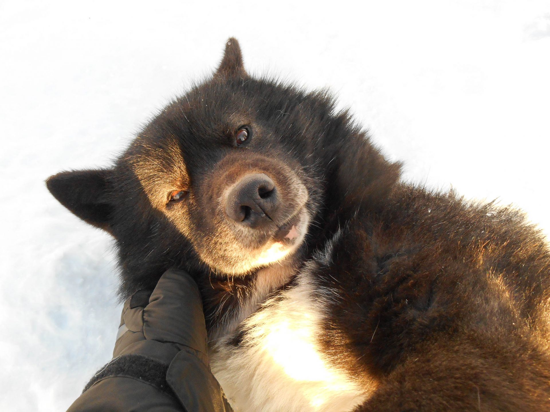 chien traineau seltun blue lagoon (17 sur 50)