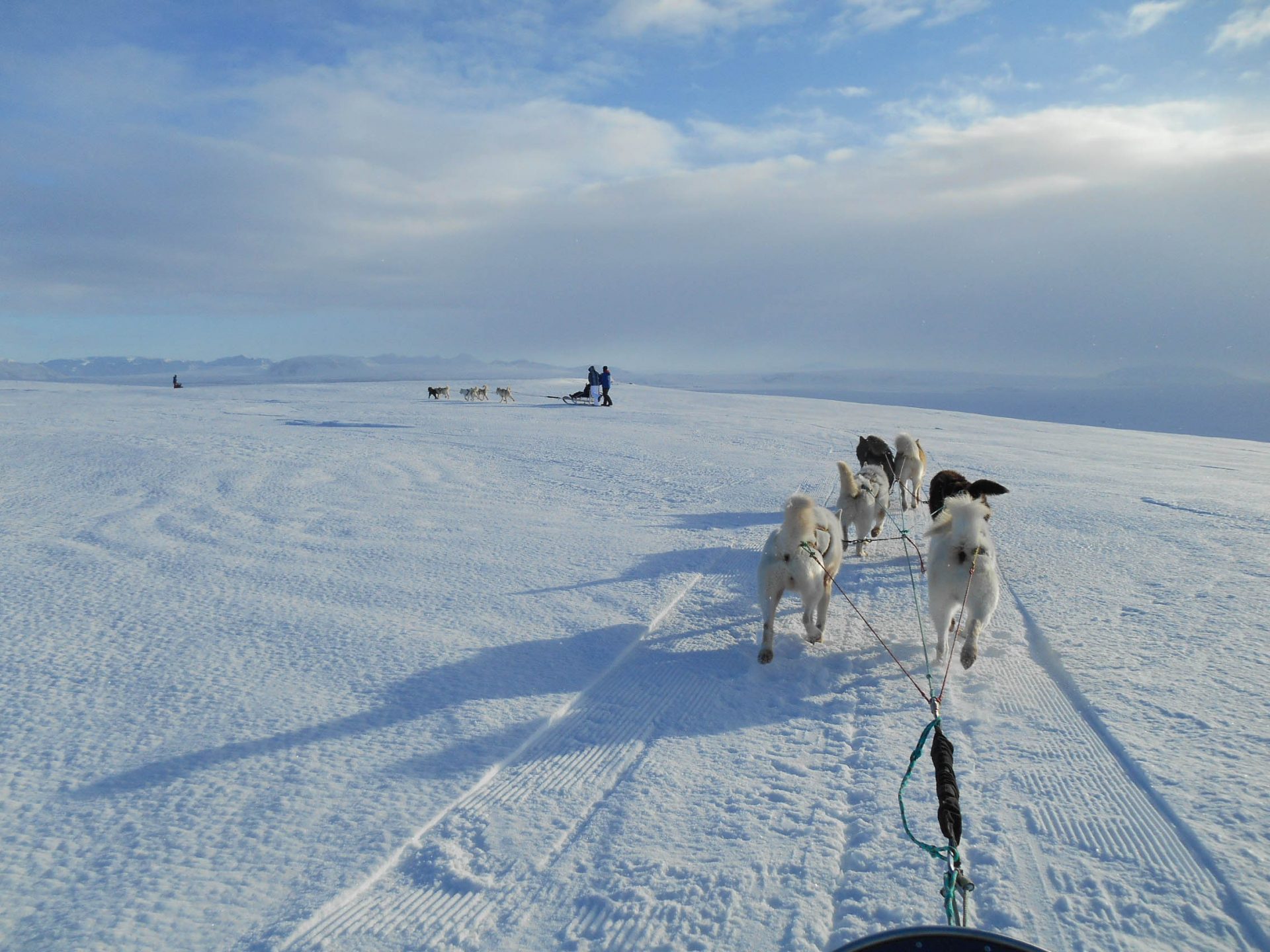 chien traineau seltun blue lagoon (20 sur 50)