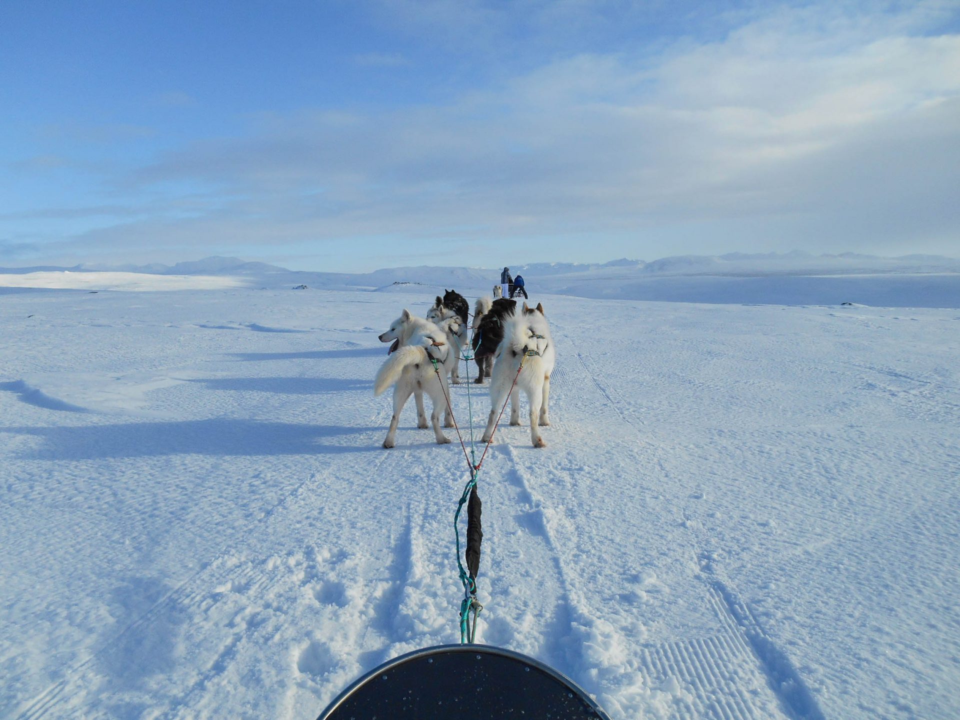 chien traineau seltun blue lagoon (21 sur 50)