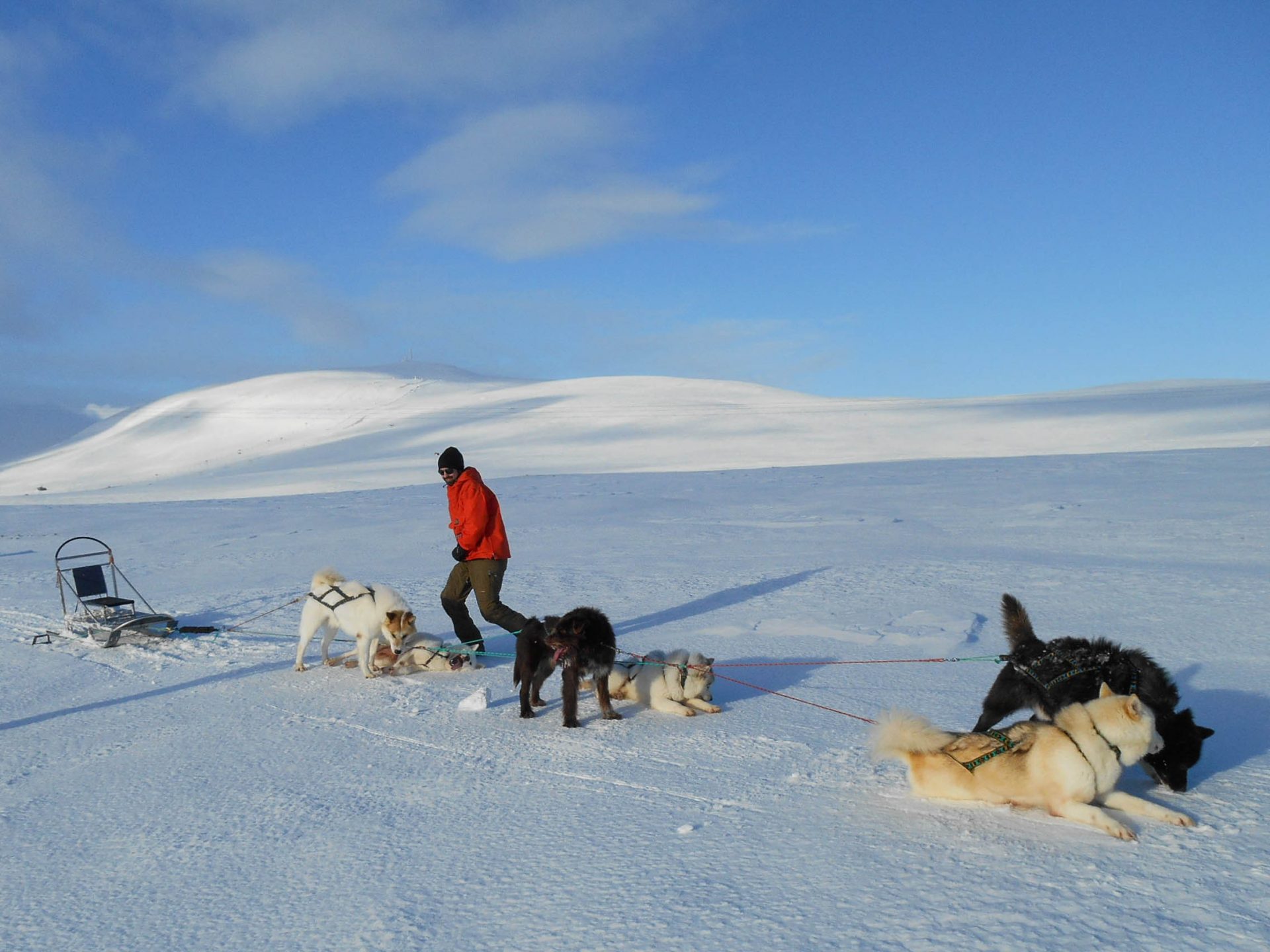 chien traineau seltun blue lagoon (22 sur 50)