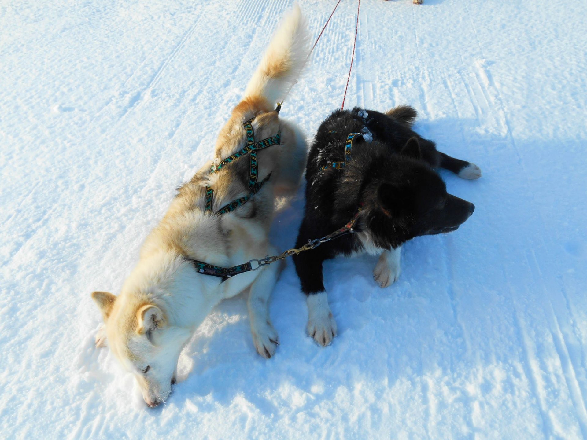 chien traineau seltun blue lagoon (23 sur 50)