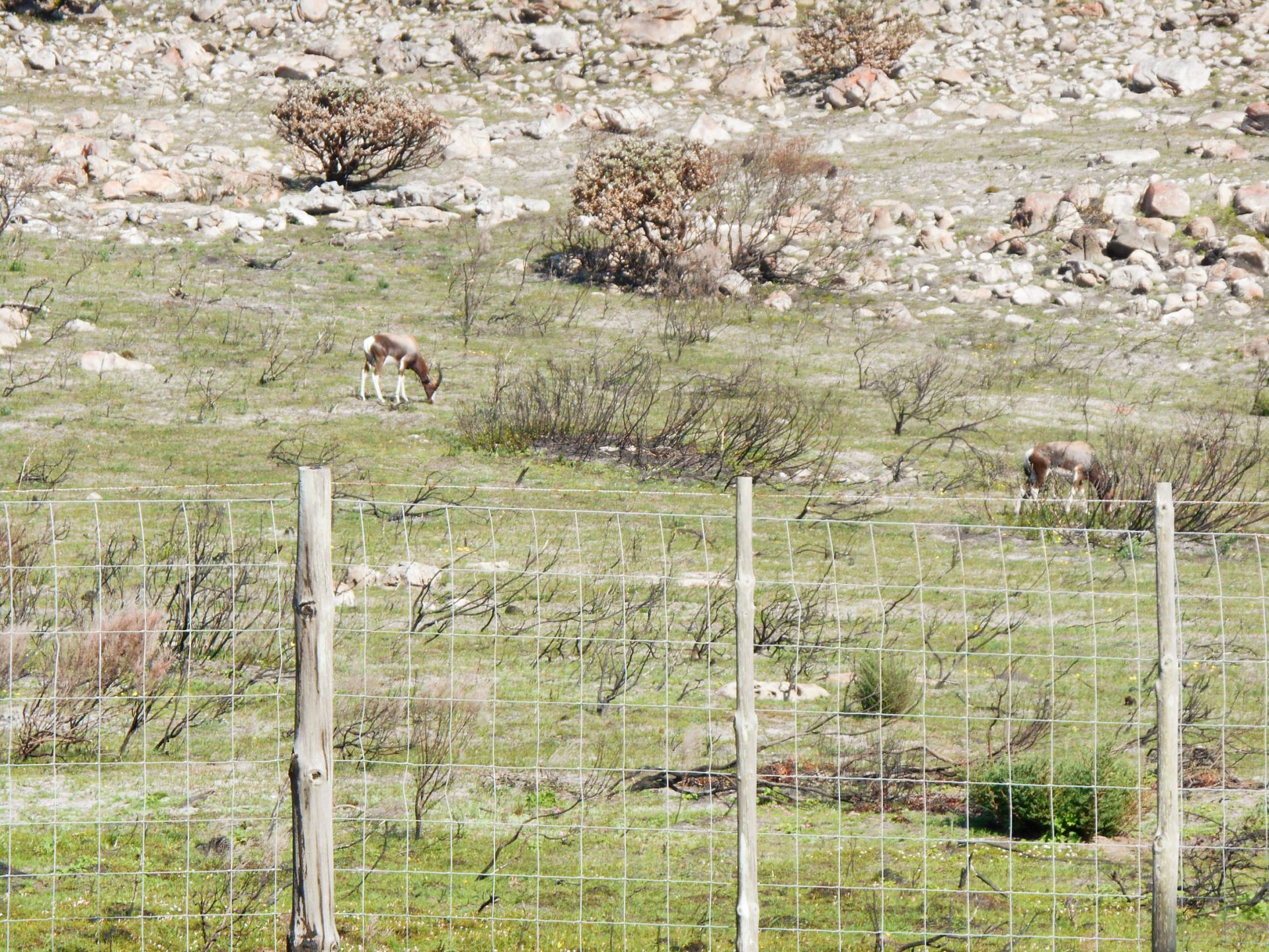 cap de Bonne-Espérance