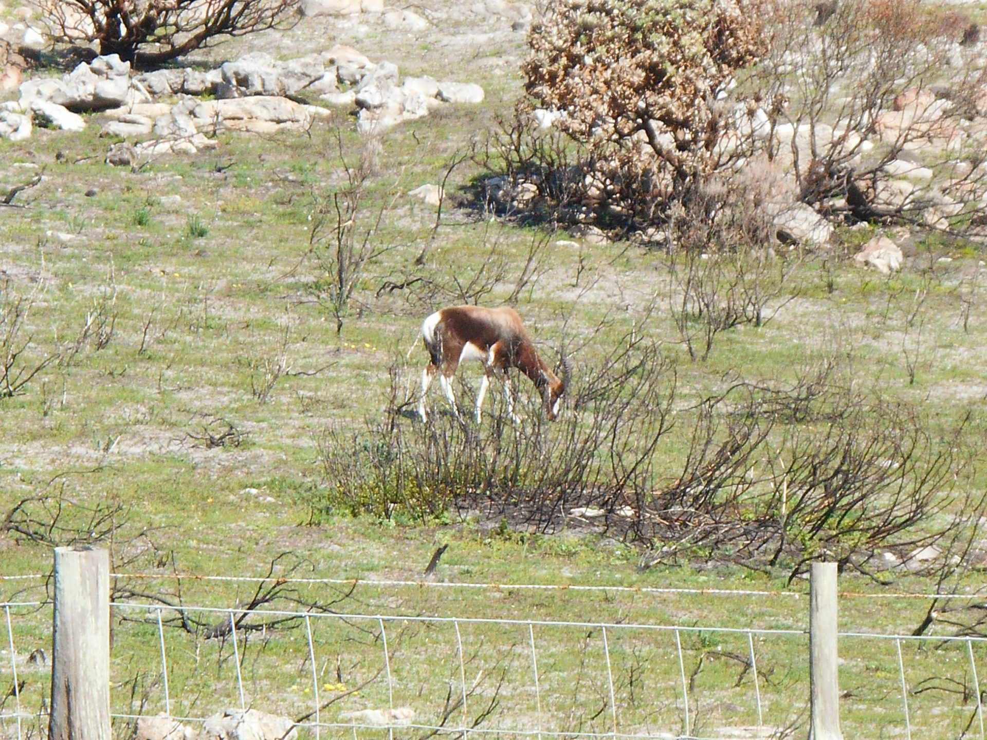 cap de Bonne-Espérance