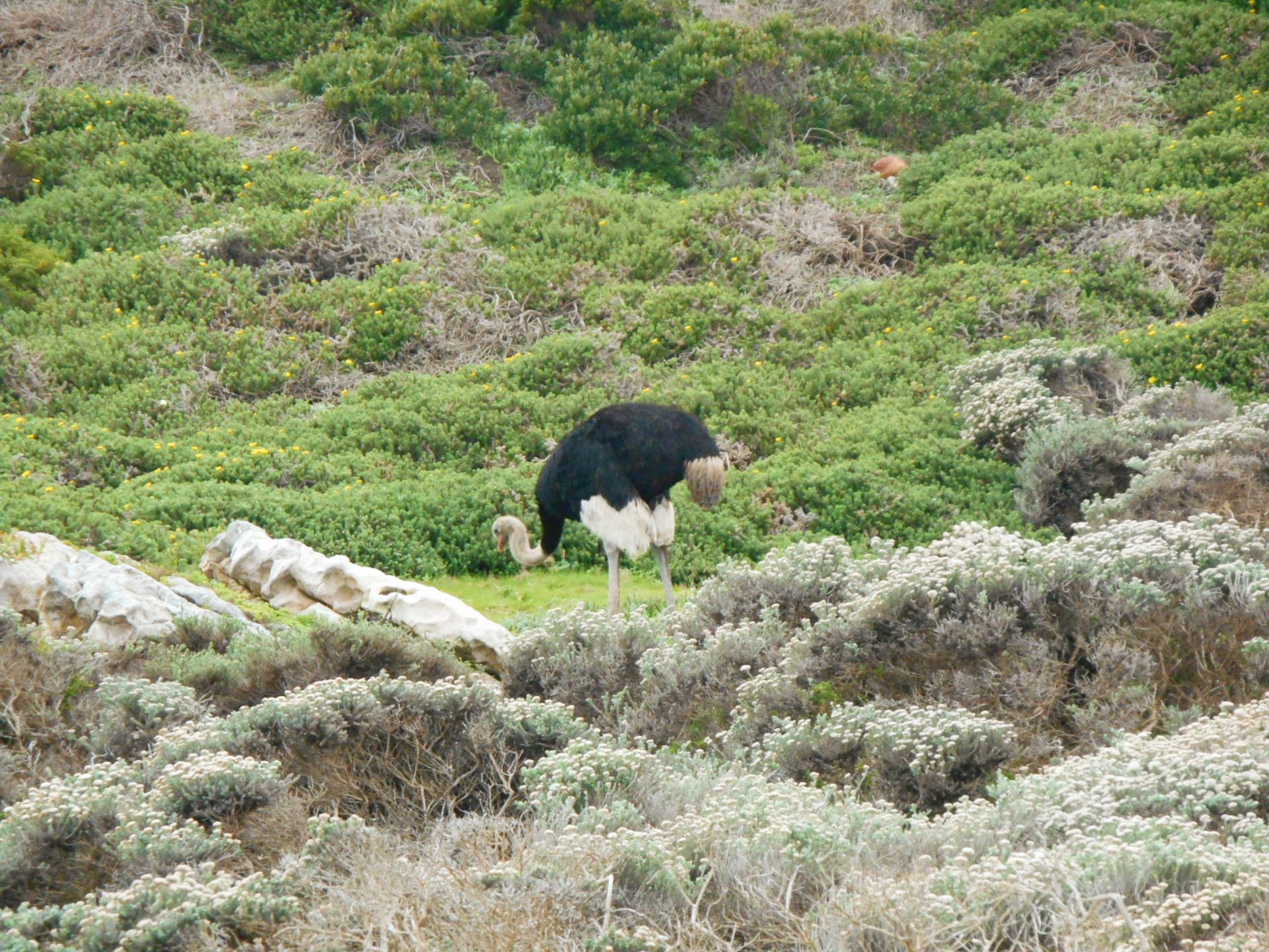 cap de Bonne-Espérance