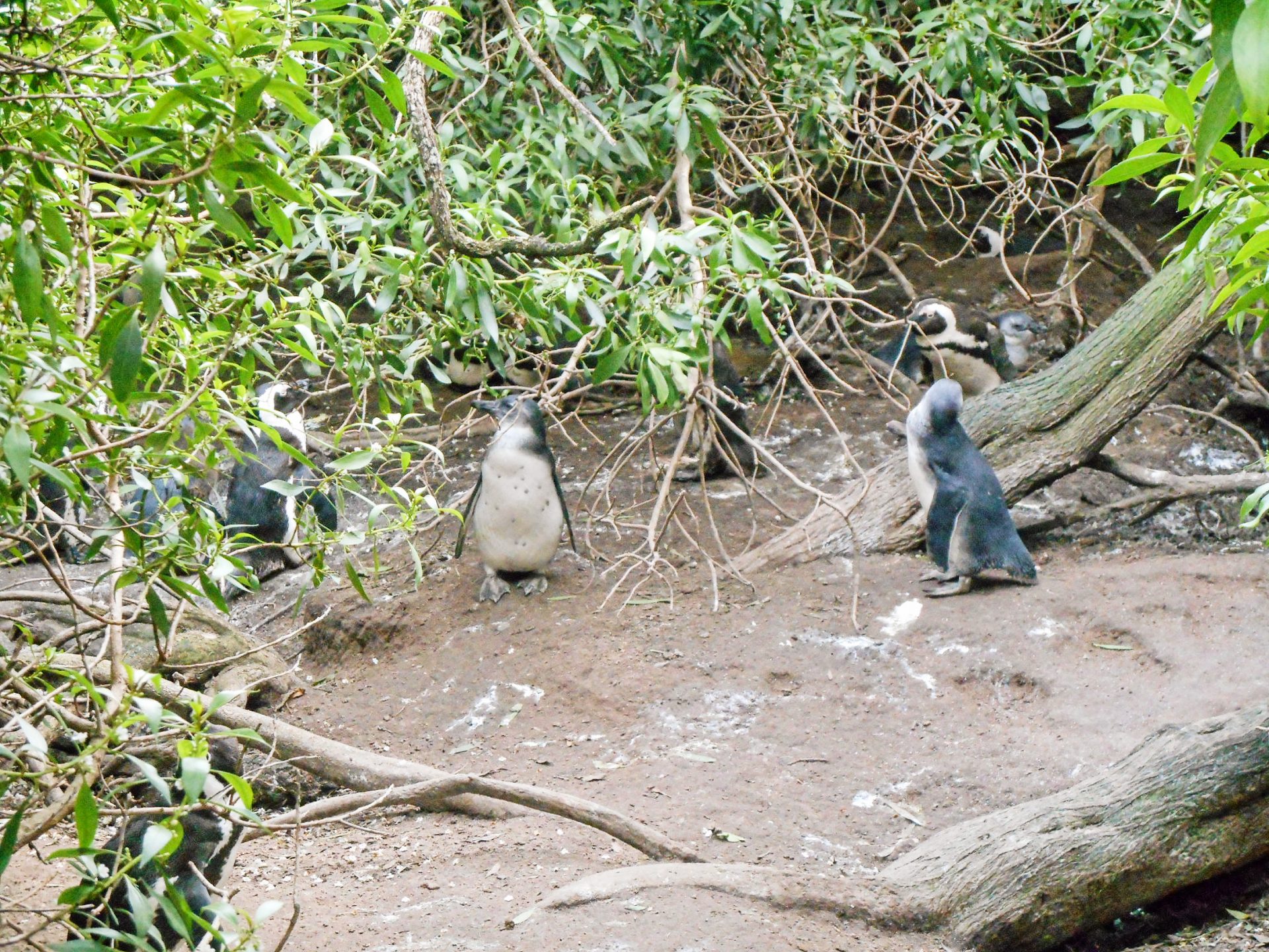 cap de Bonne-Espérance