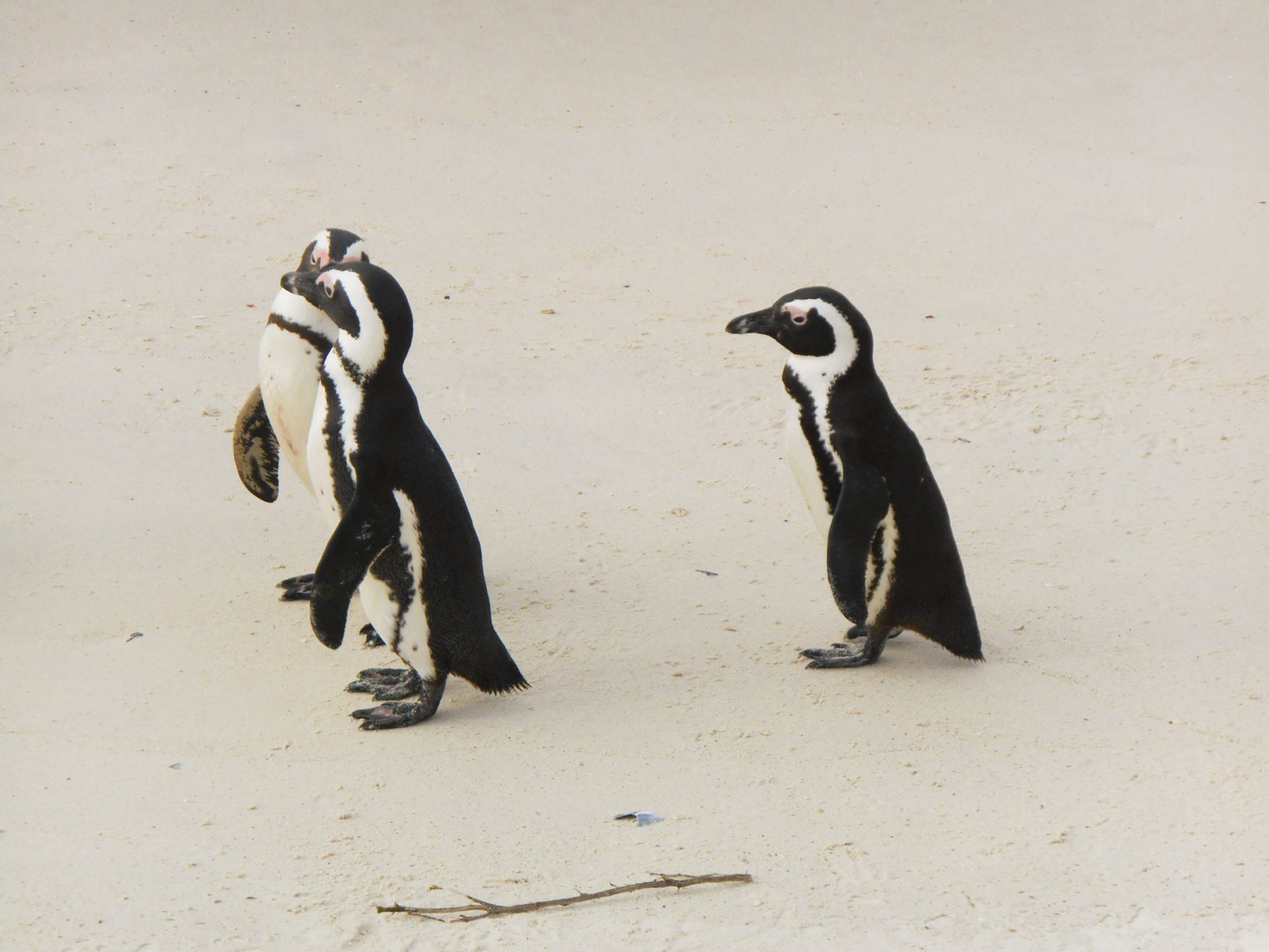 cap de Bonne-Espérance