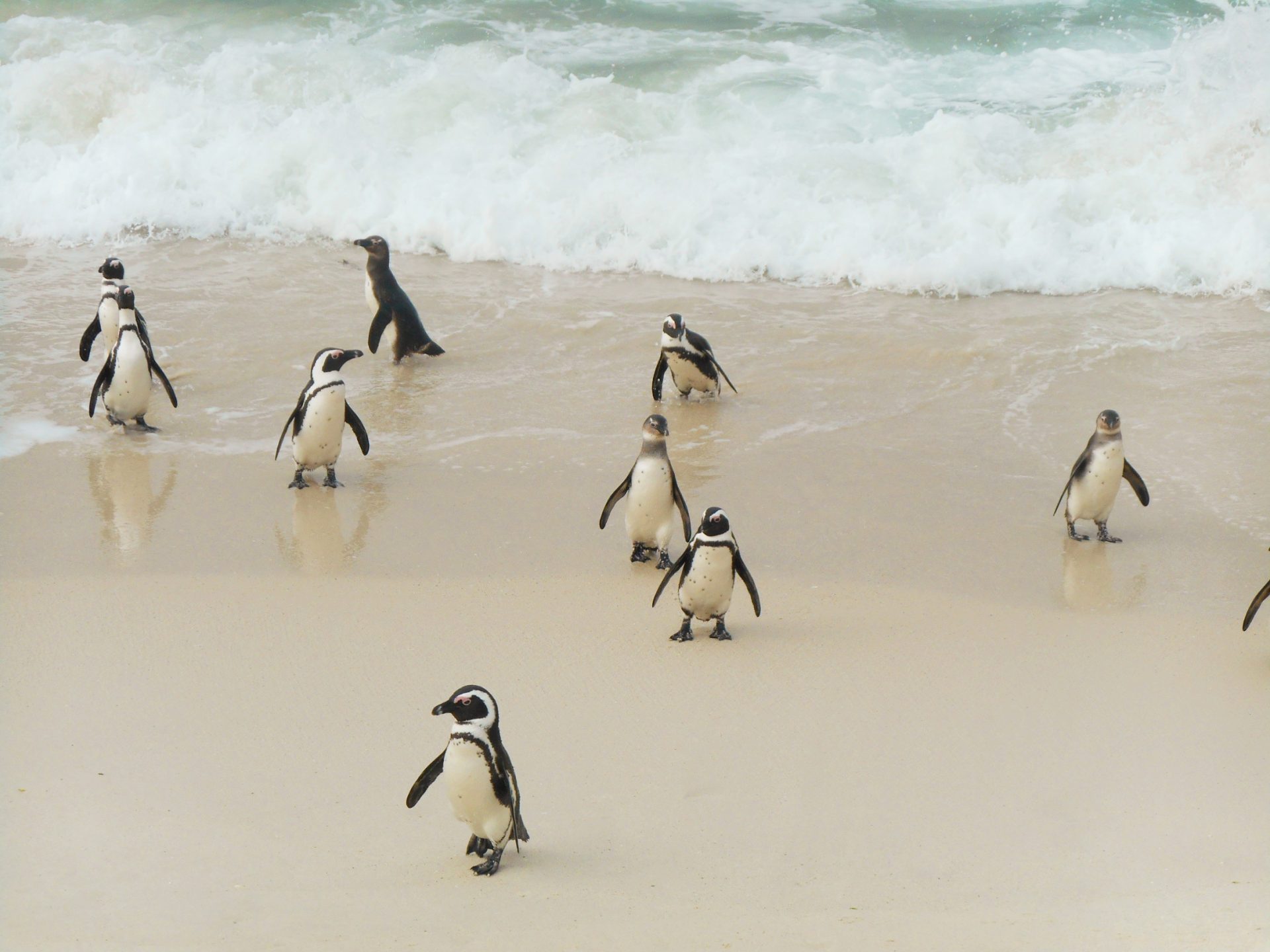 cap de Bonne-Espérance
