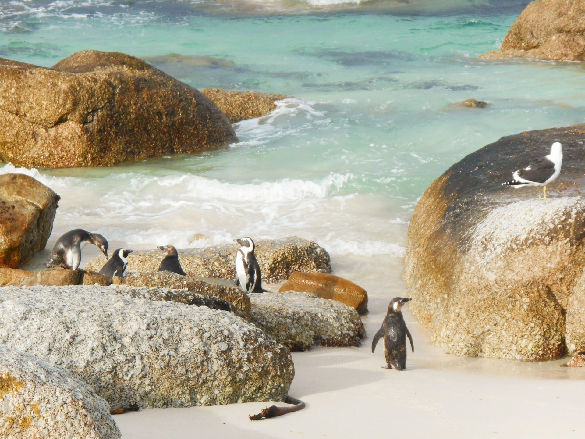 cap de Bonne-Espérance