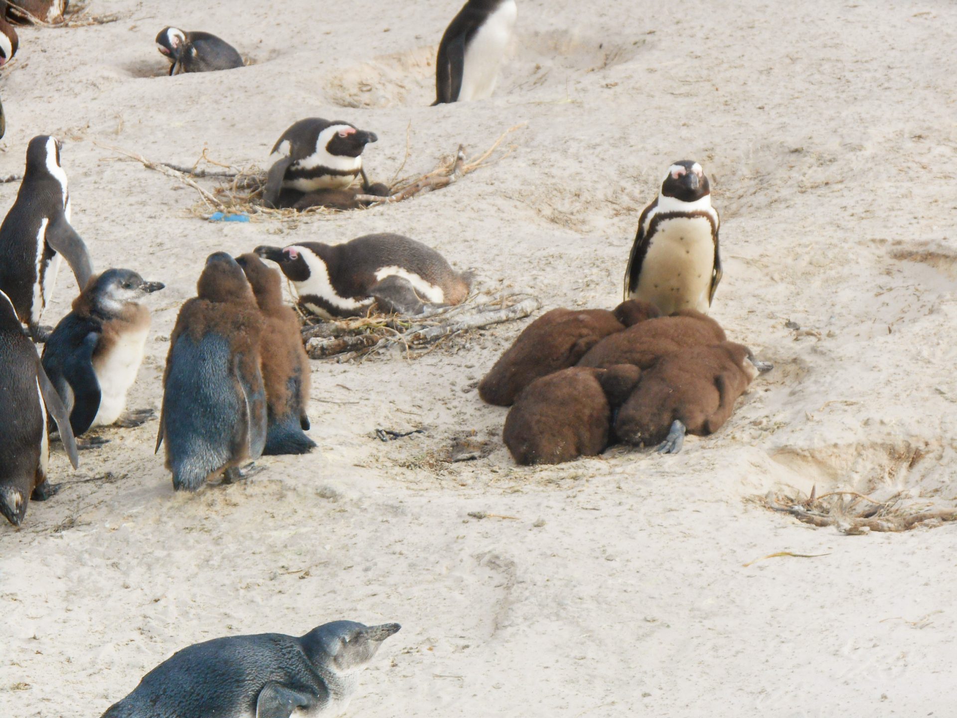 cap de Bonne-Espérance