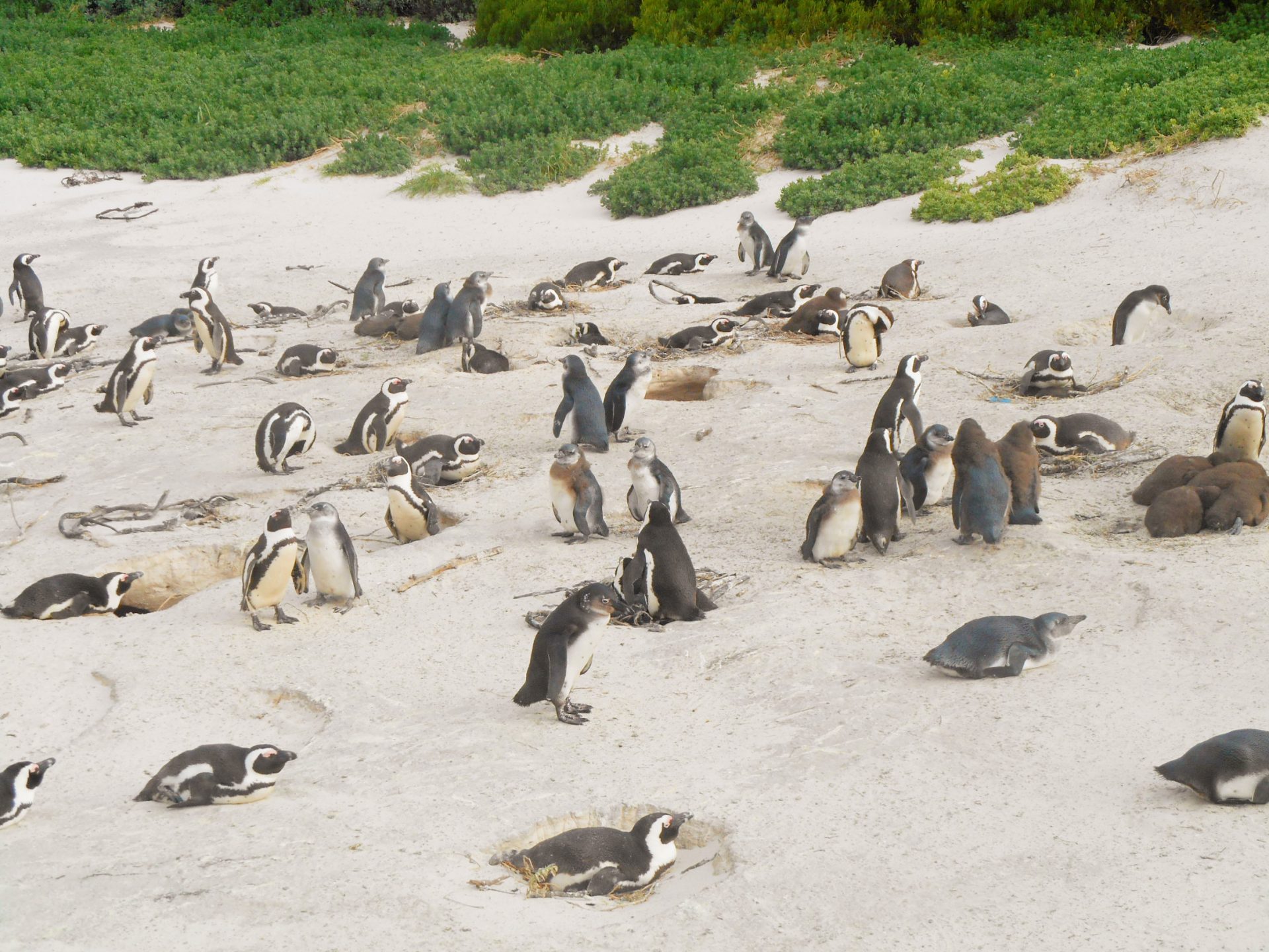 cap de Bonne-Espérance