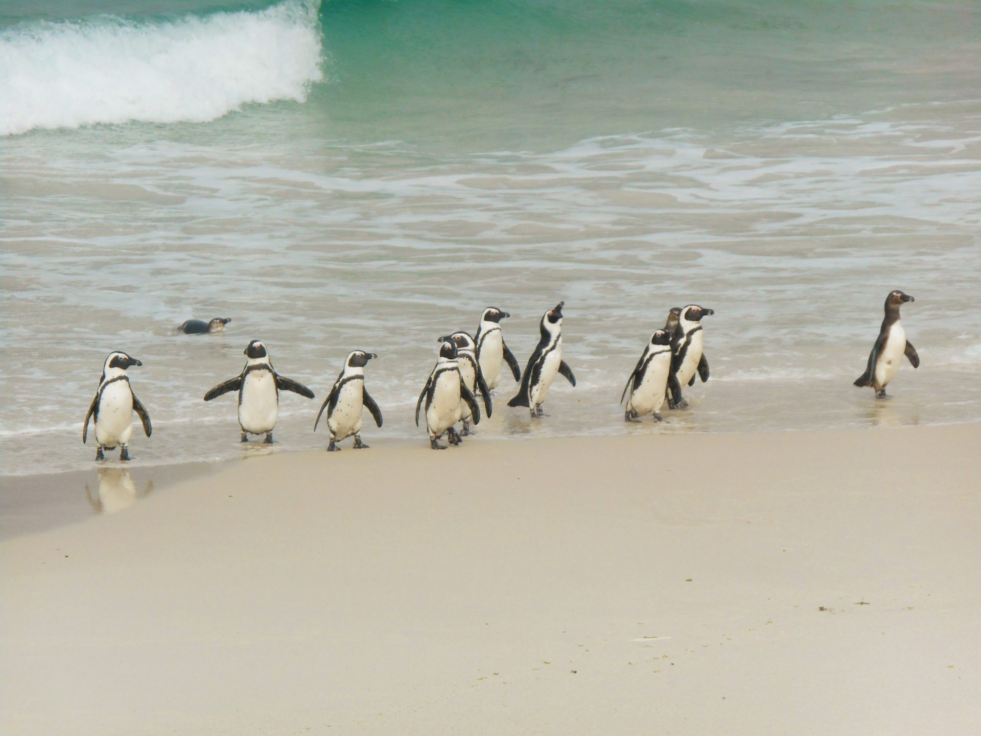 cap de Bonne-Espérance