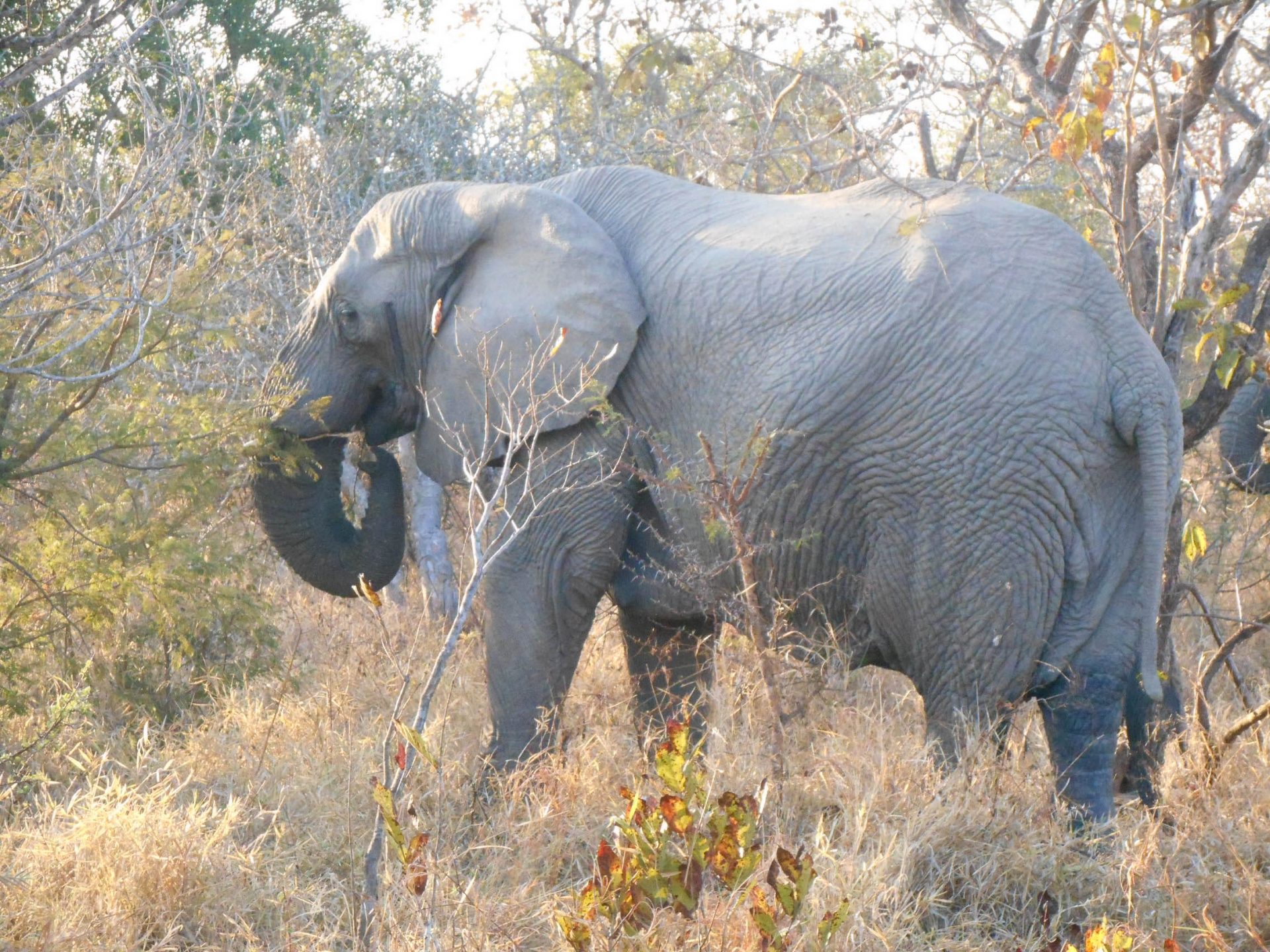 safari big five (5 sur 16)