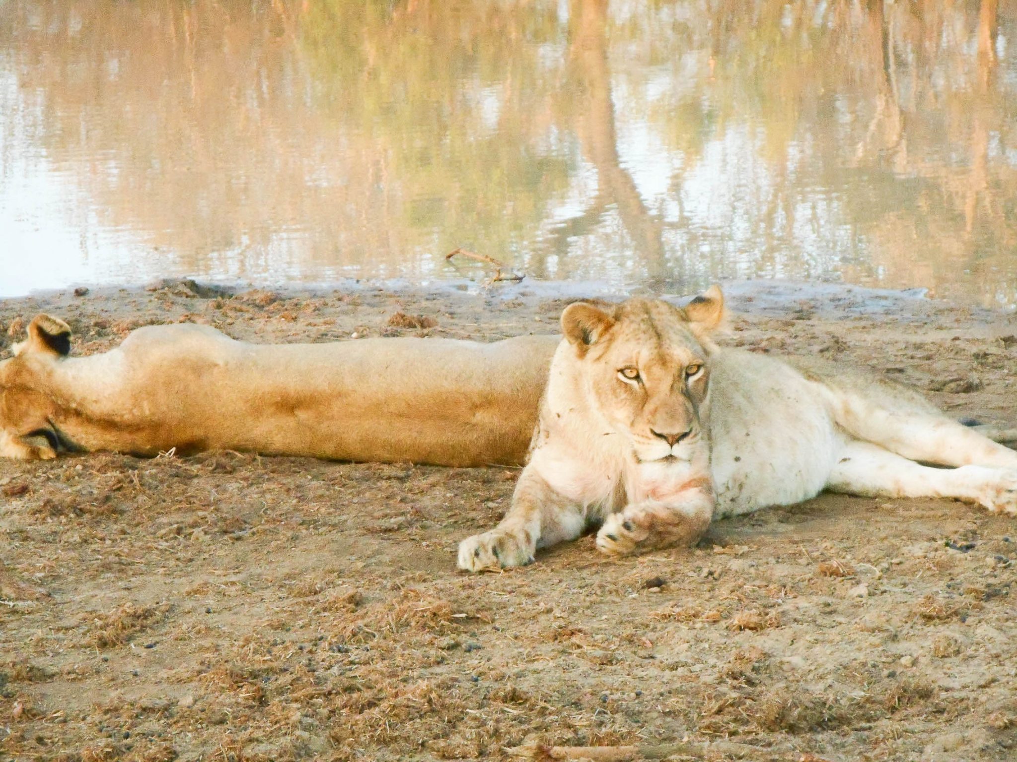 safari