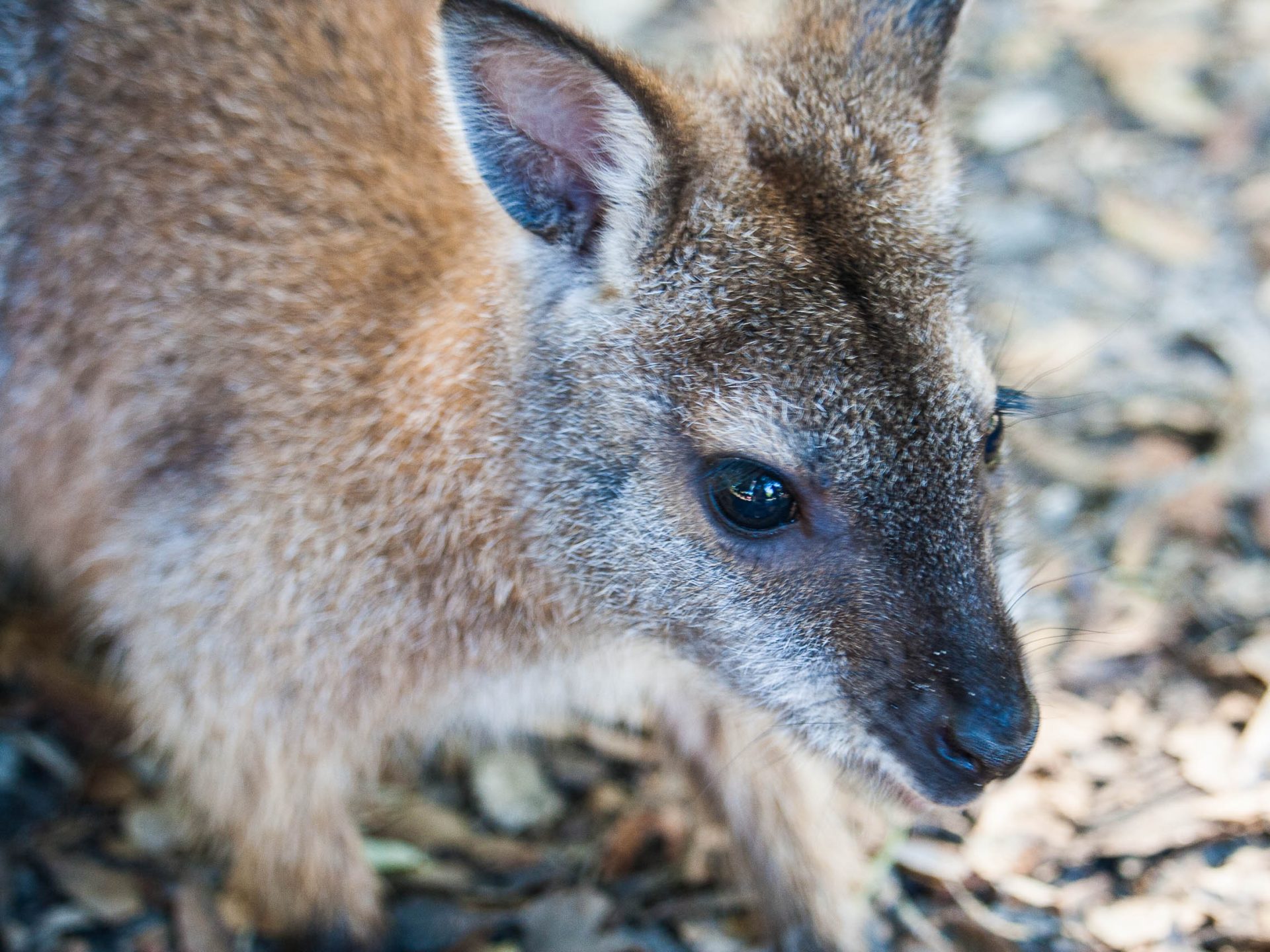 activites-landes-pays-basque