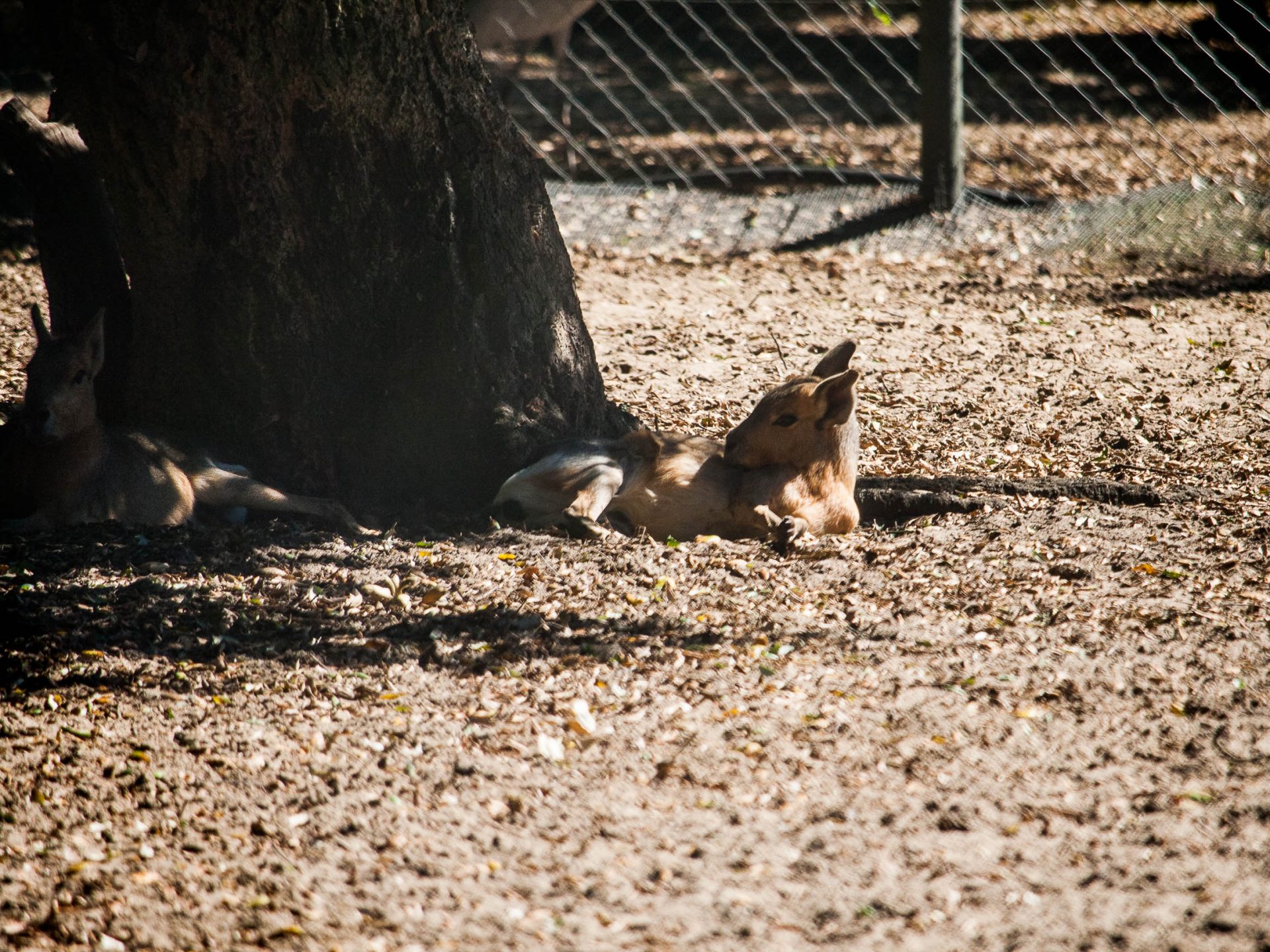 activites-landes-pays-basque