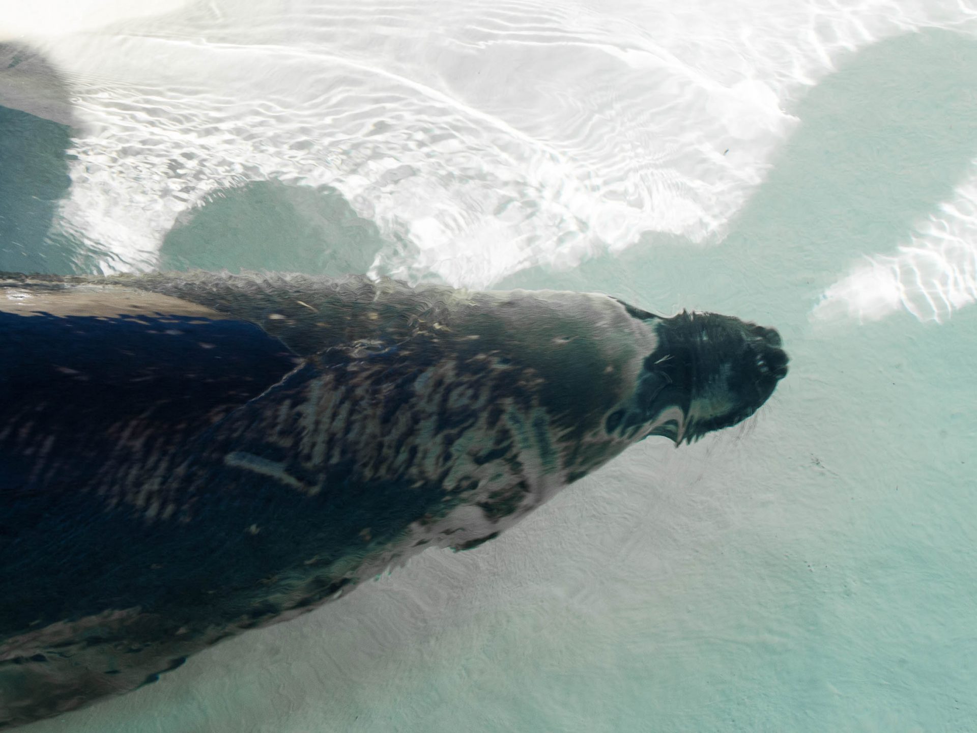 activites-landes-pays-basque