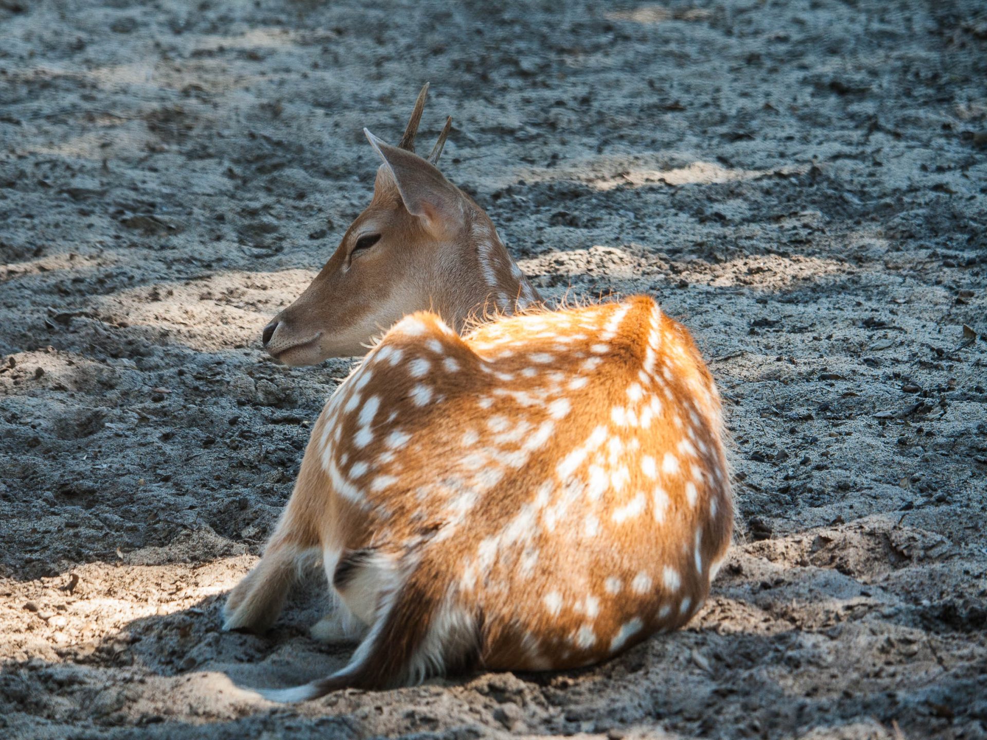 activites-landes-pays-basque