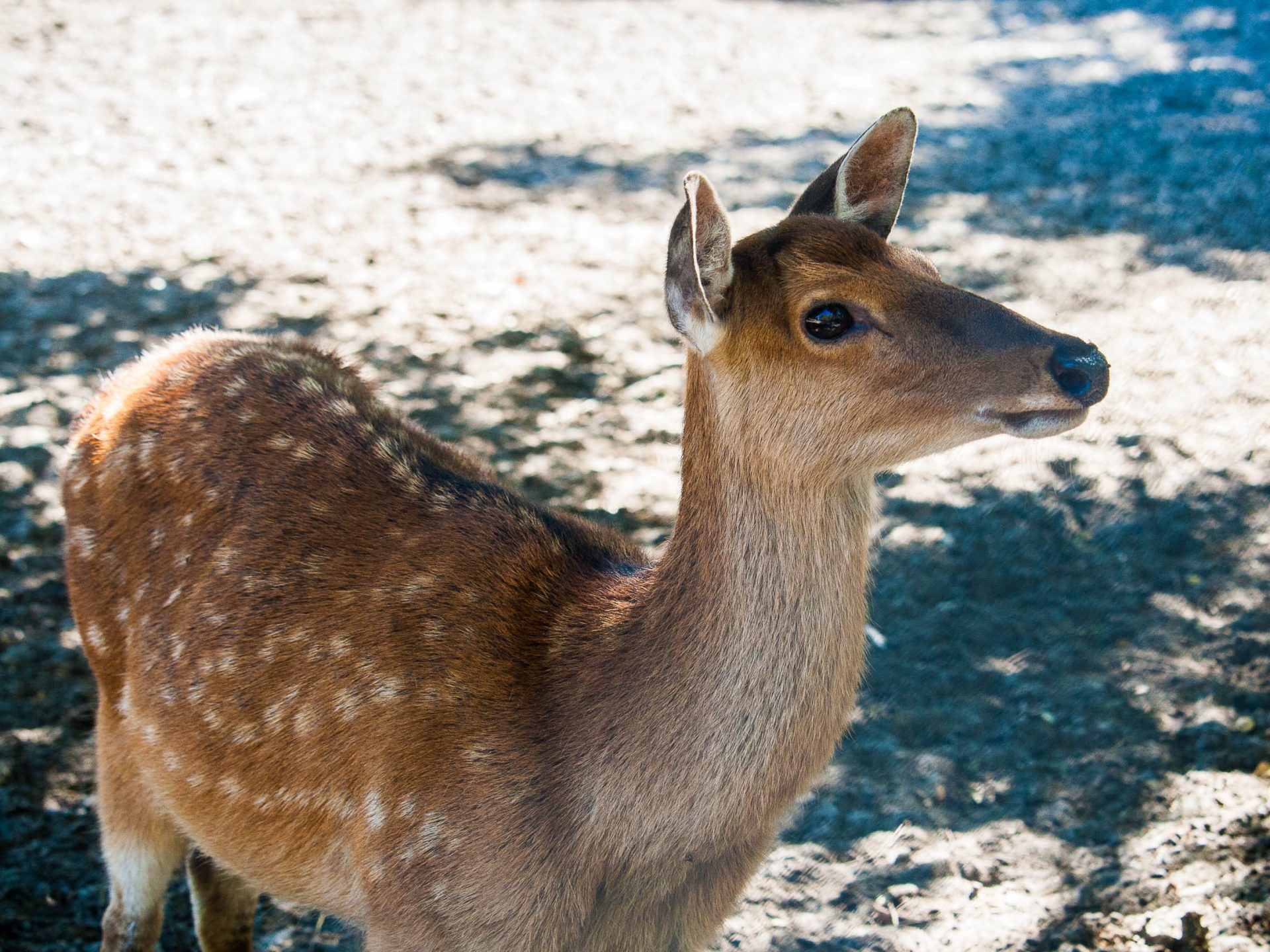 activites-landes-pays-basque