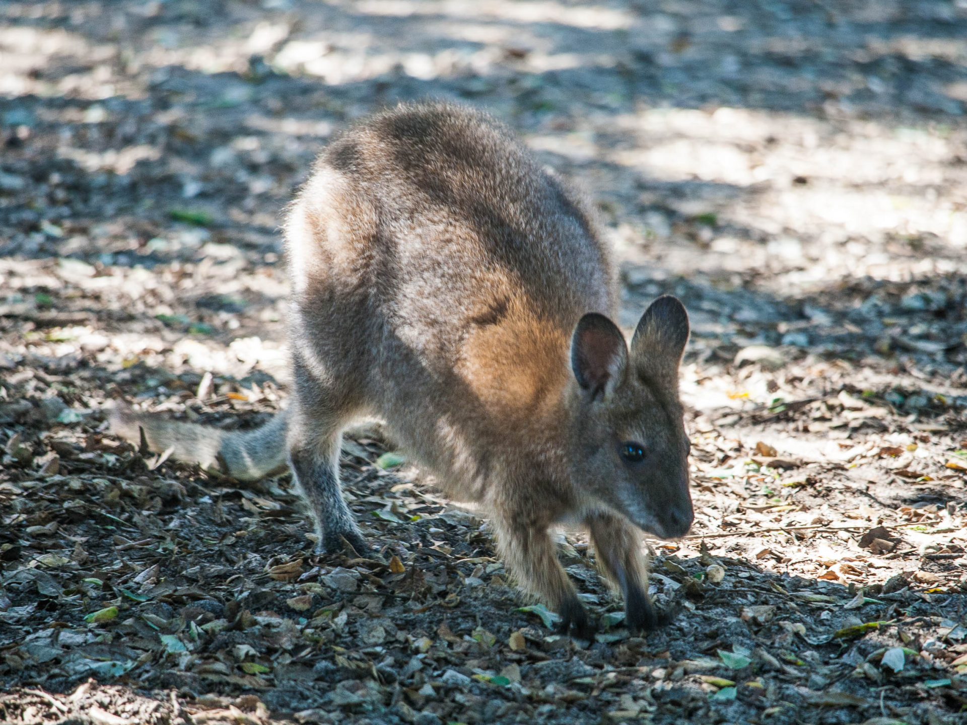 activites-landes-pays-basque