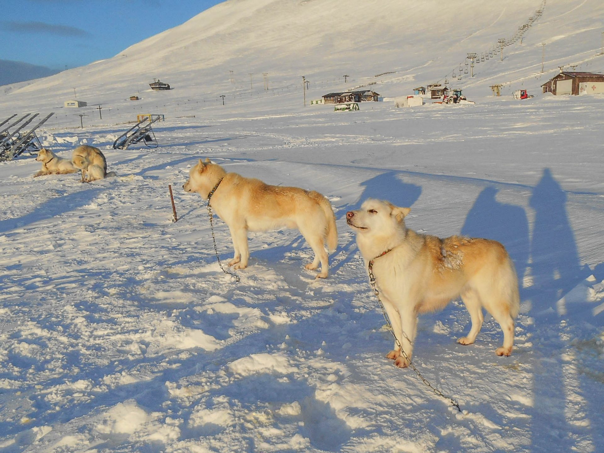 islande chien de traineau