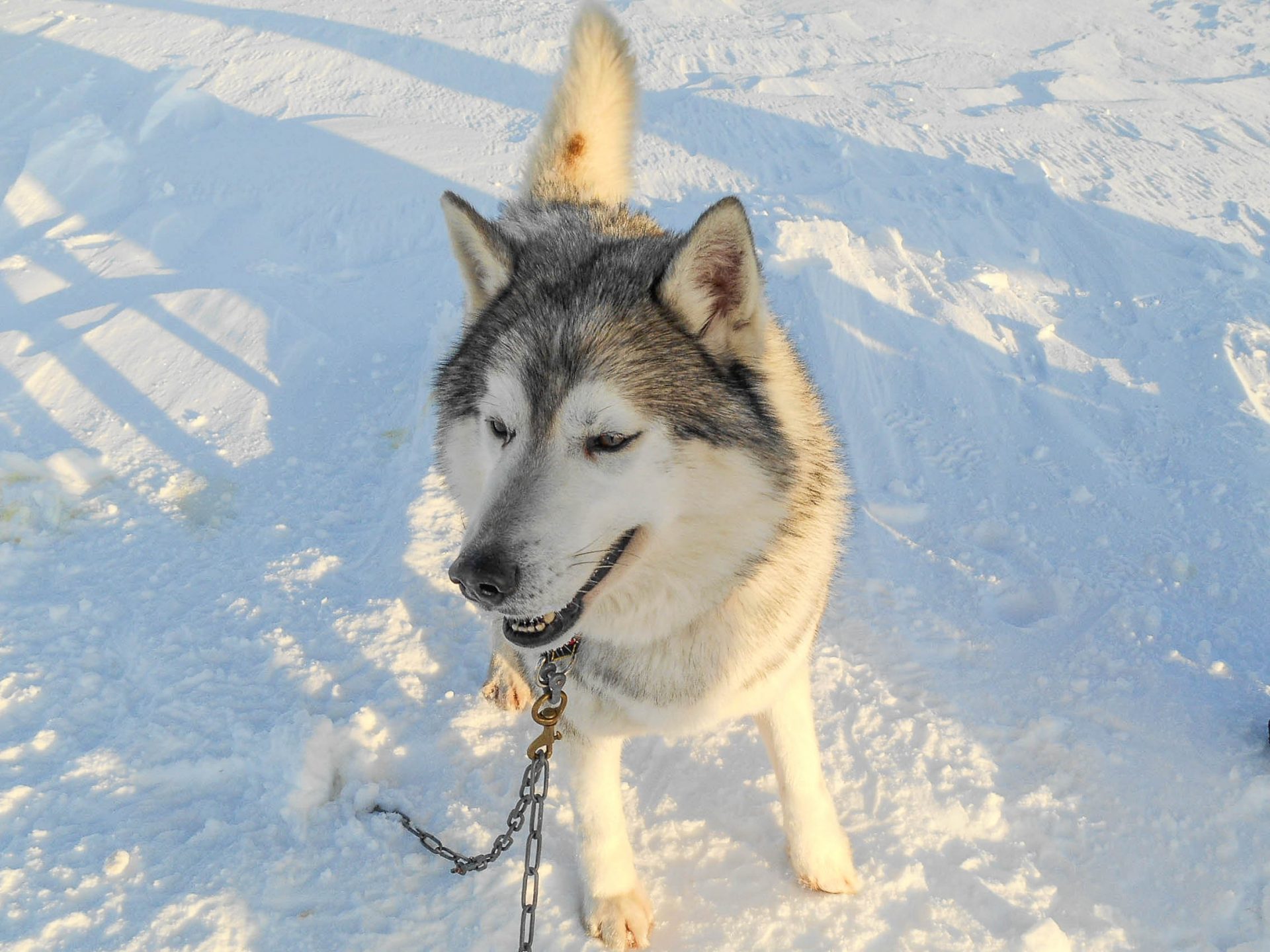 islande chien de traineau