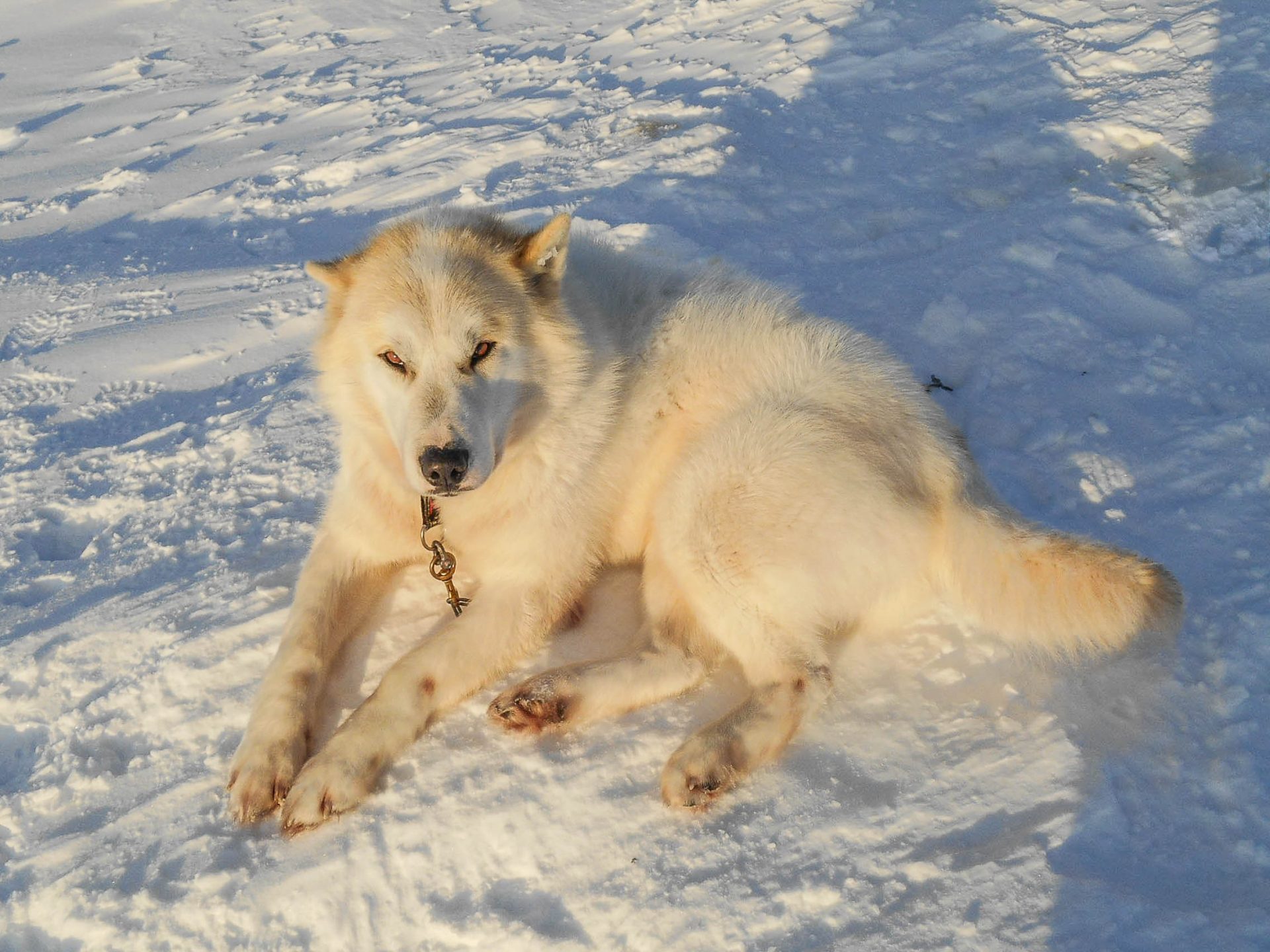 islande chien de traineau