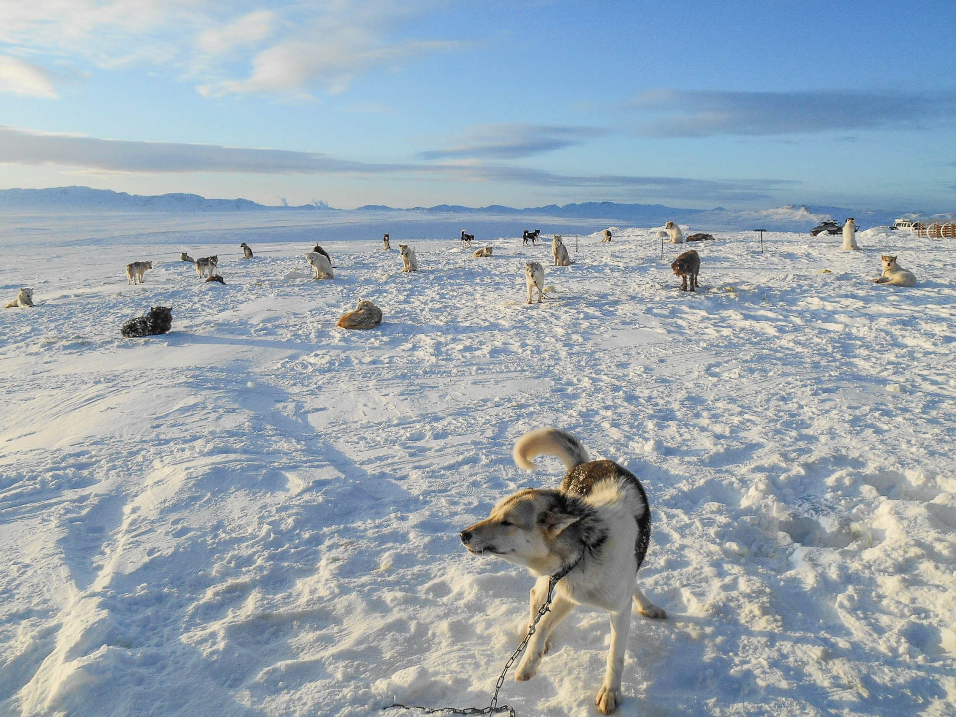 islande chien de traineau