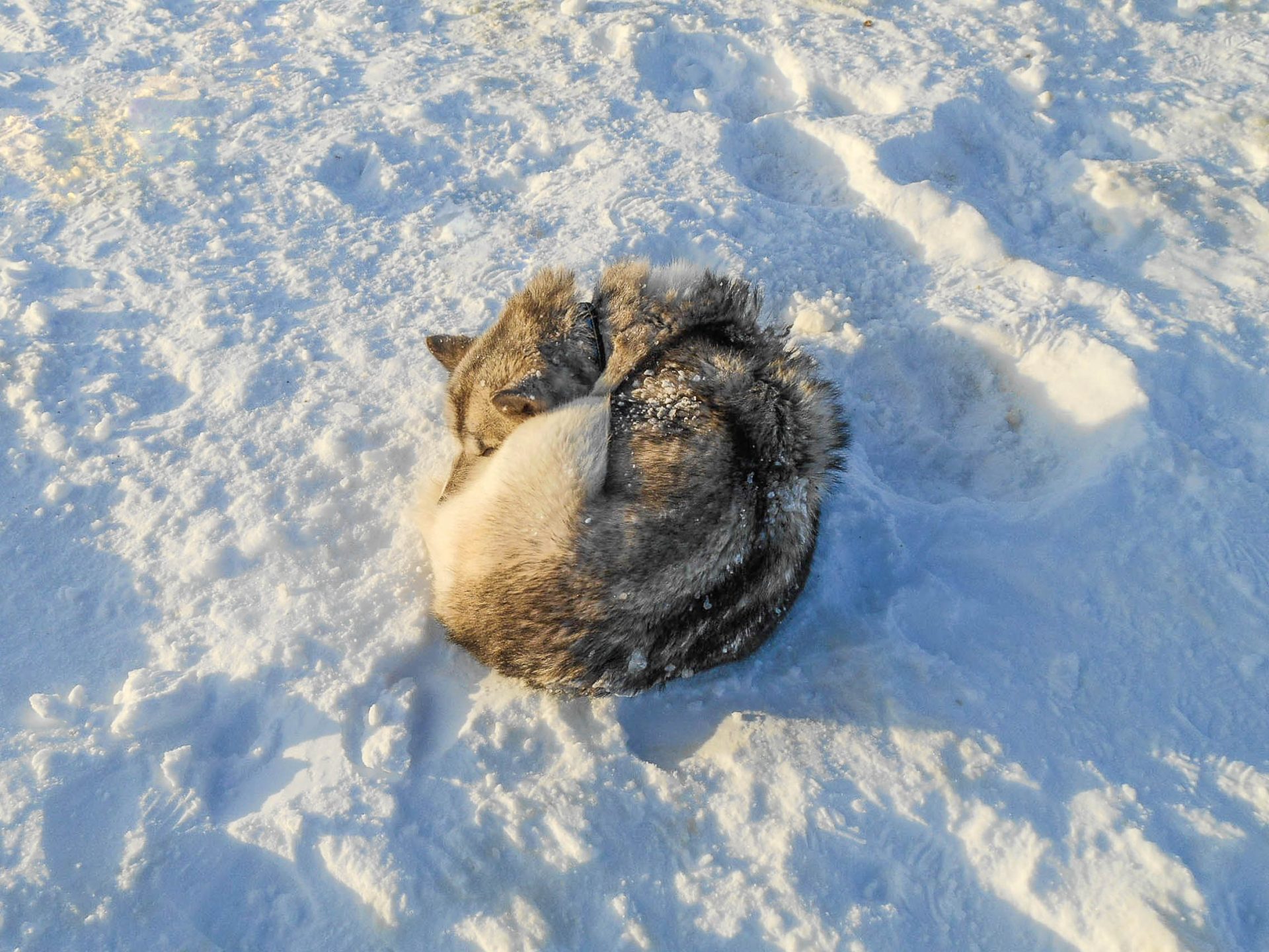 islande chien de traineau
