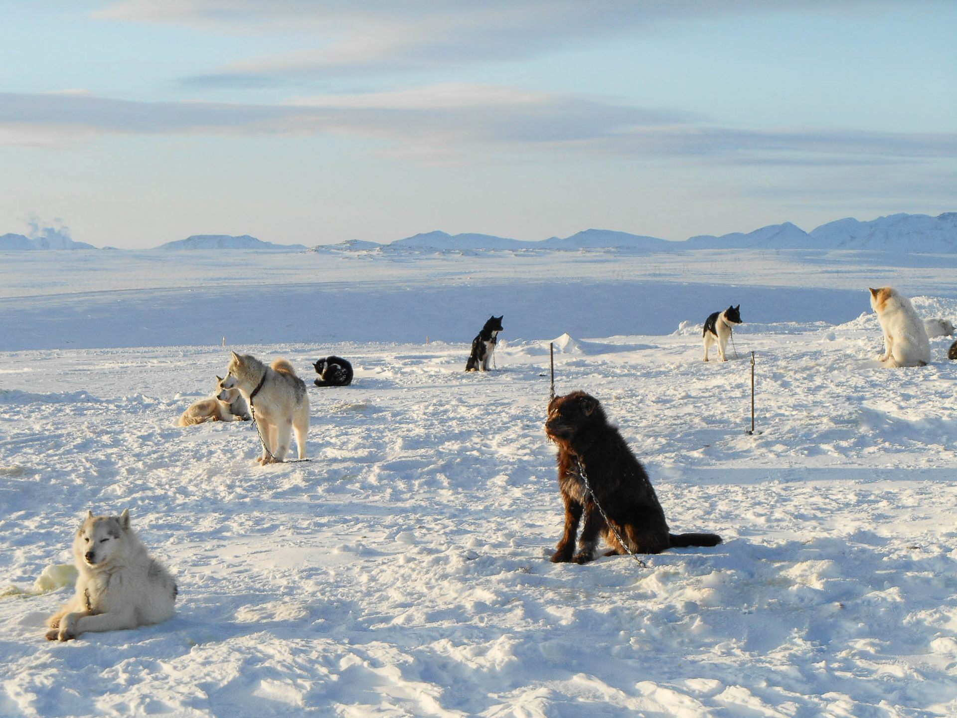 islande chien de traineau