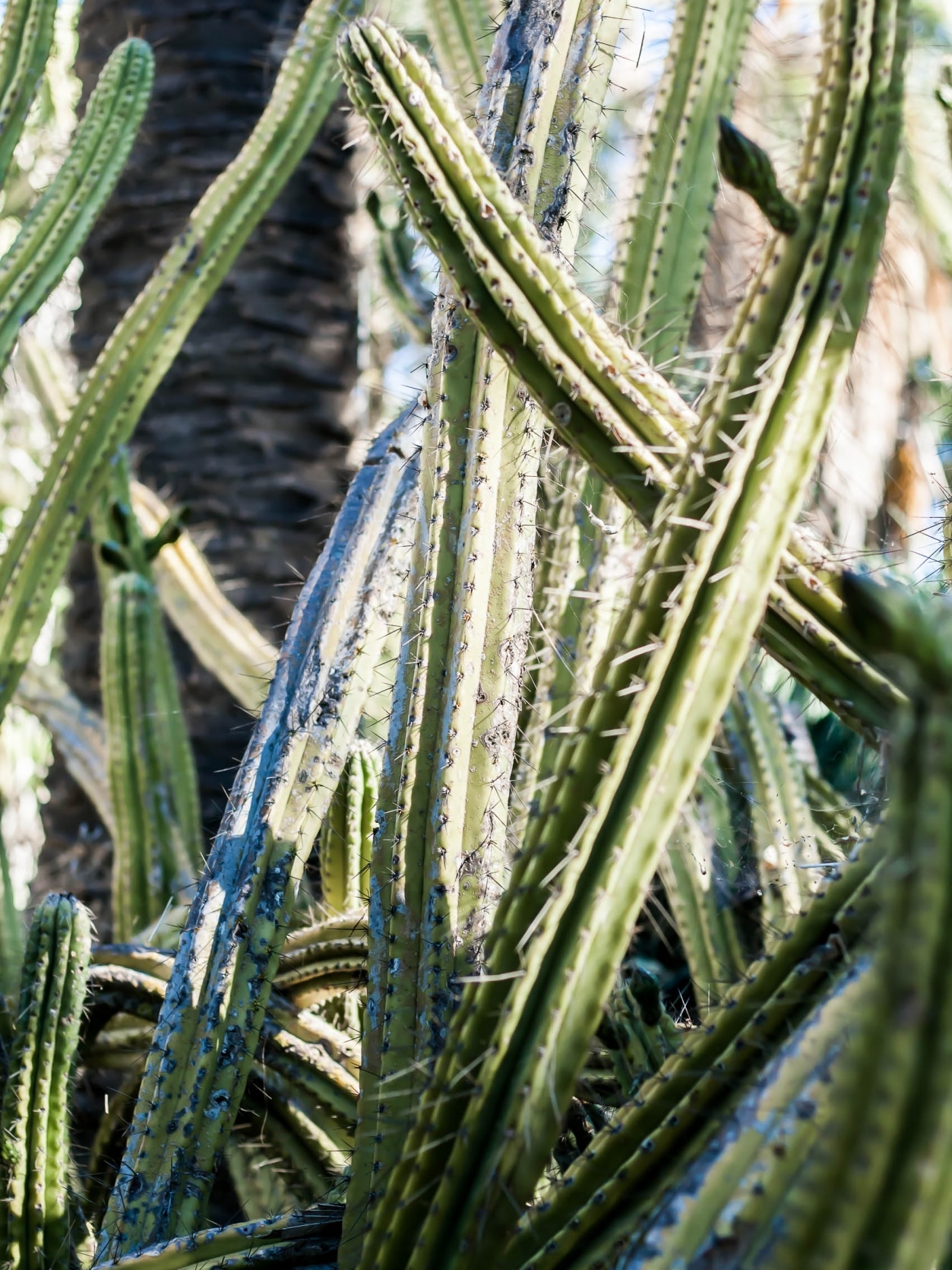 Lisbonne 4 Balade dans le jardin botanique • Escapades etc.