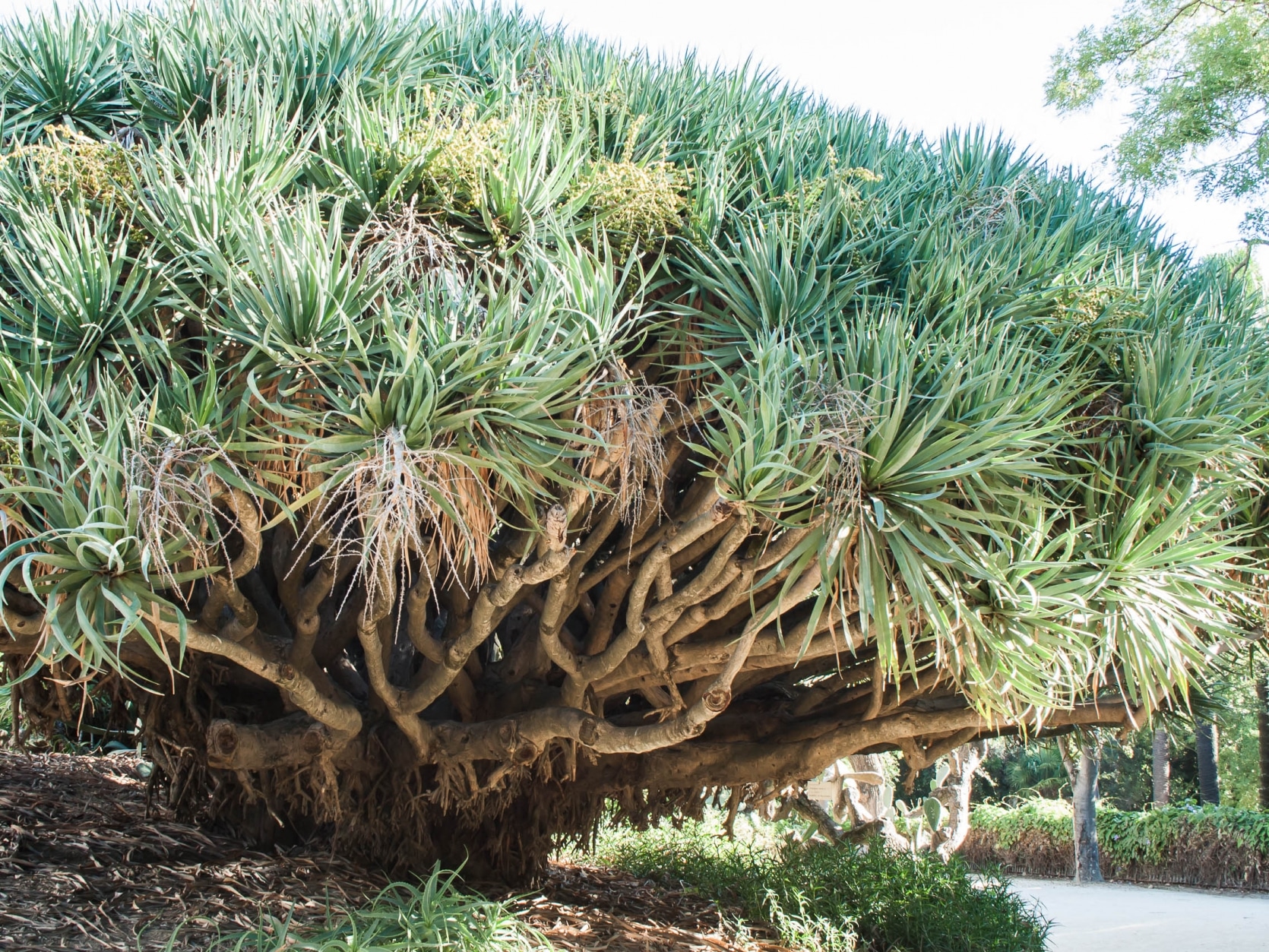 Lisbonne 4 Balade dans le jardin botanique • Escapades etc.