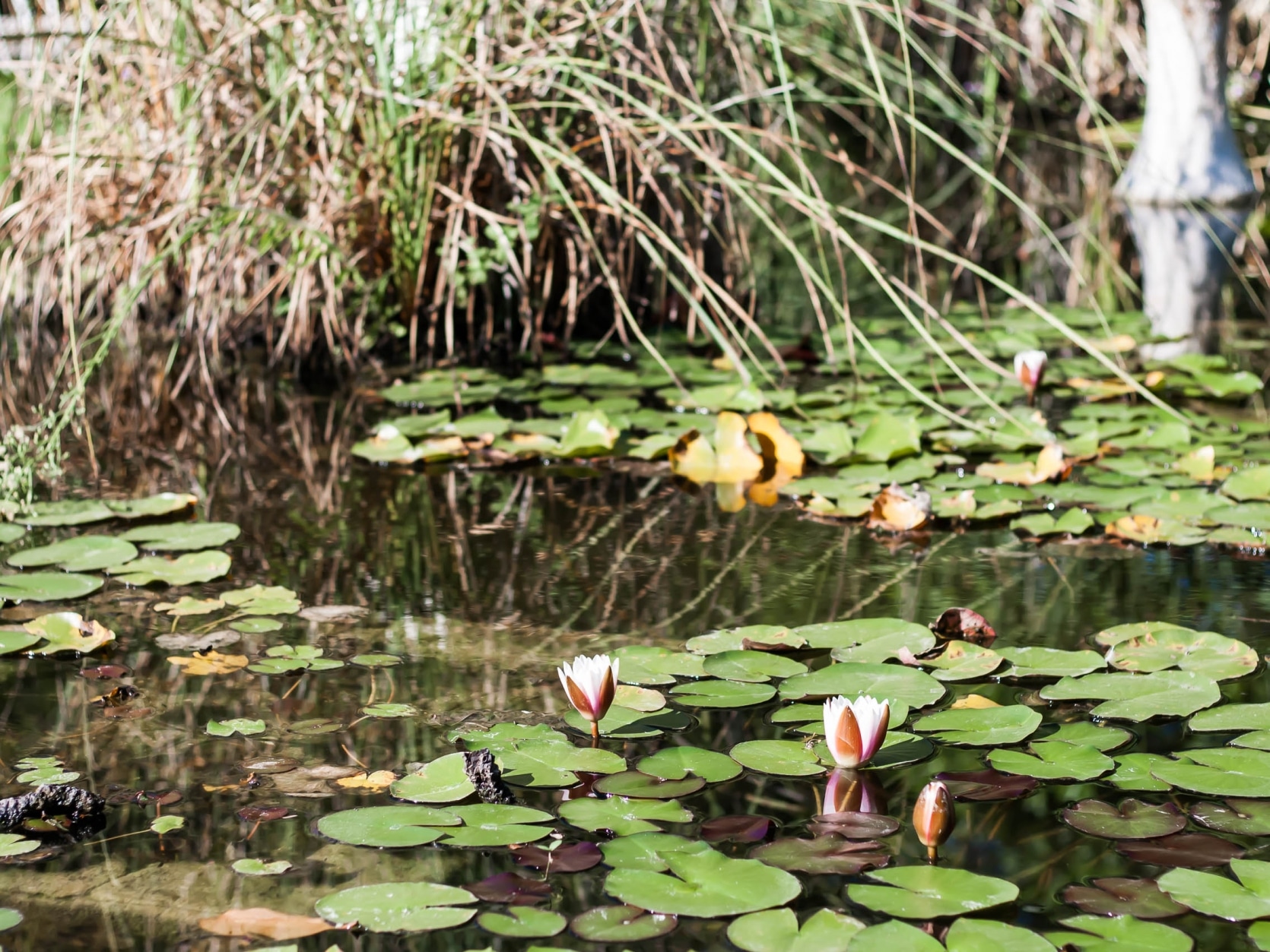jardin botanique lisbonne