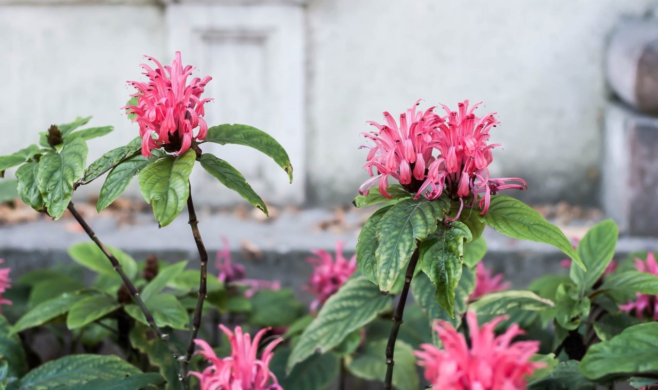 jardin botanique lisbonne