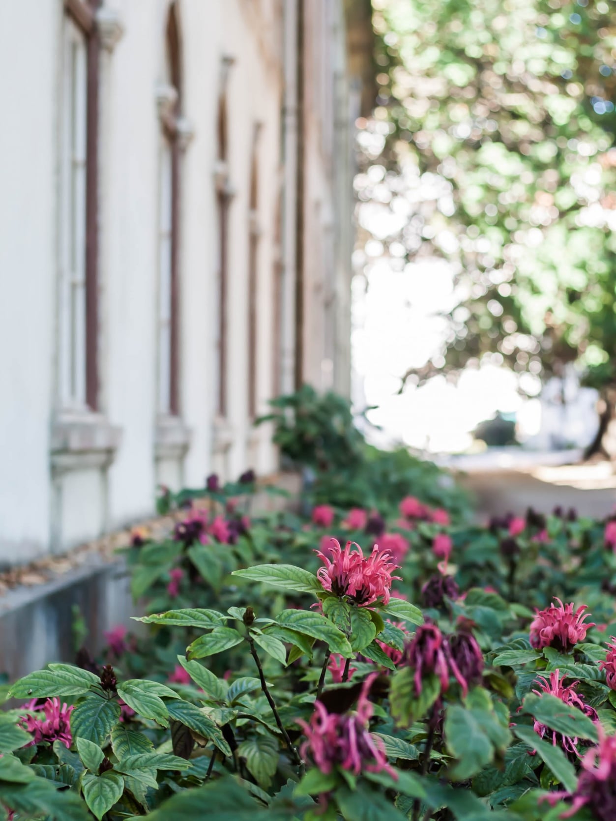 jardin botanique lisbonne
