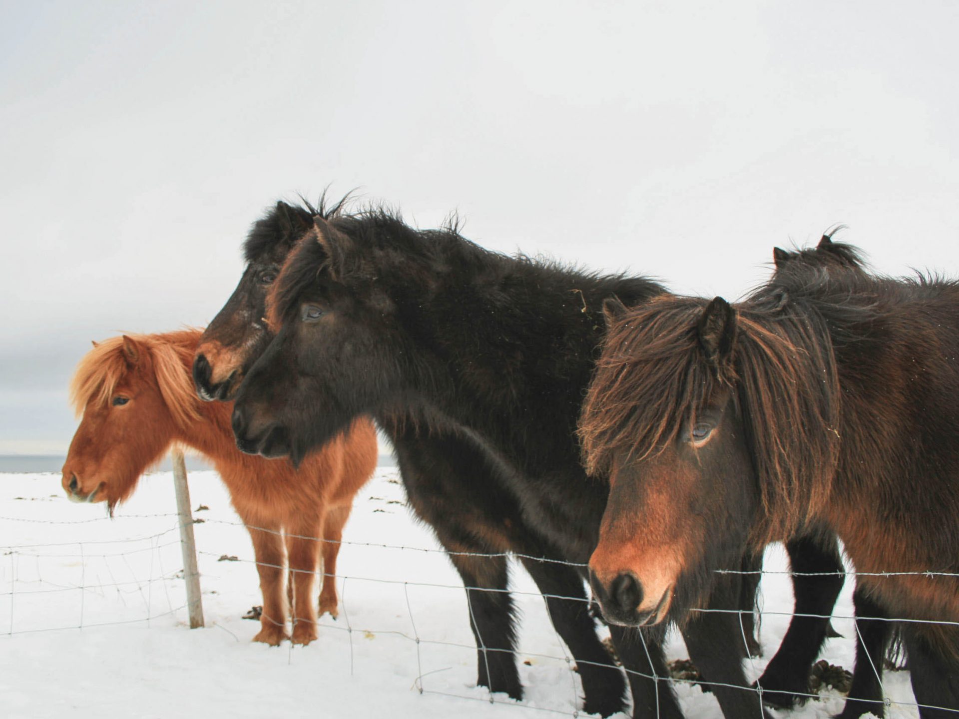 peninsule snaefellsnes