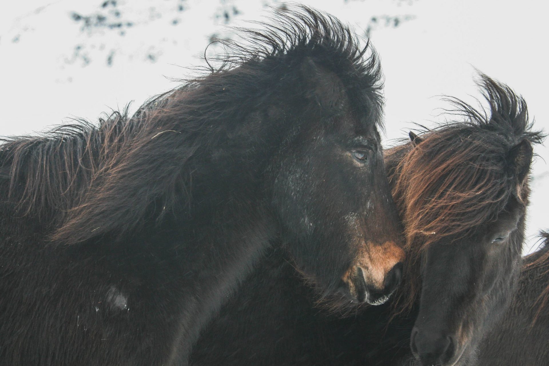 peninsule snaefellsnes