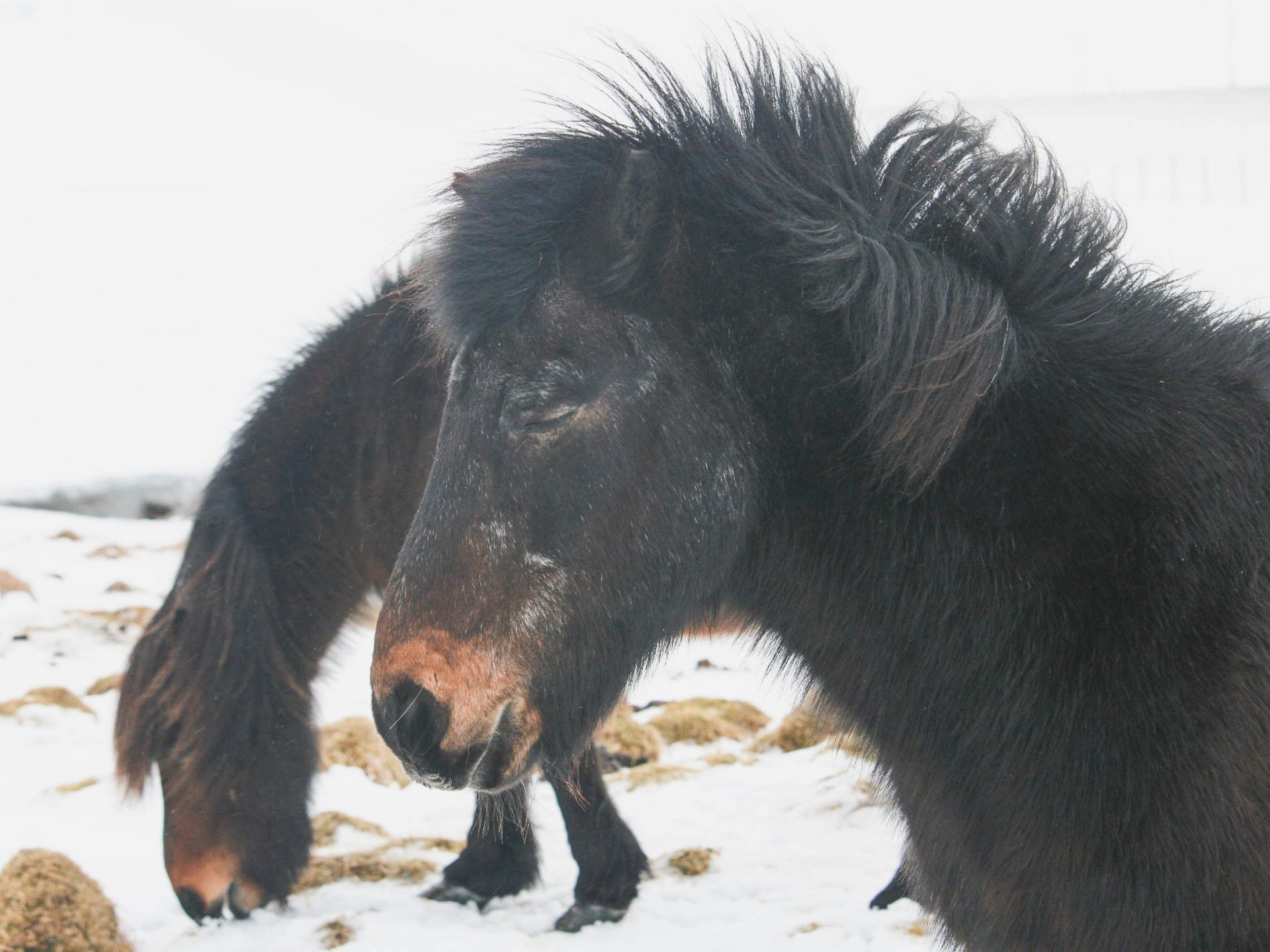 peninsule snaefellsnes