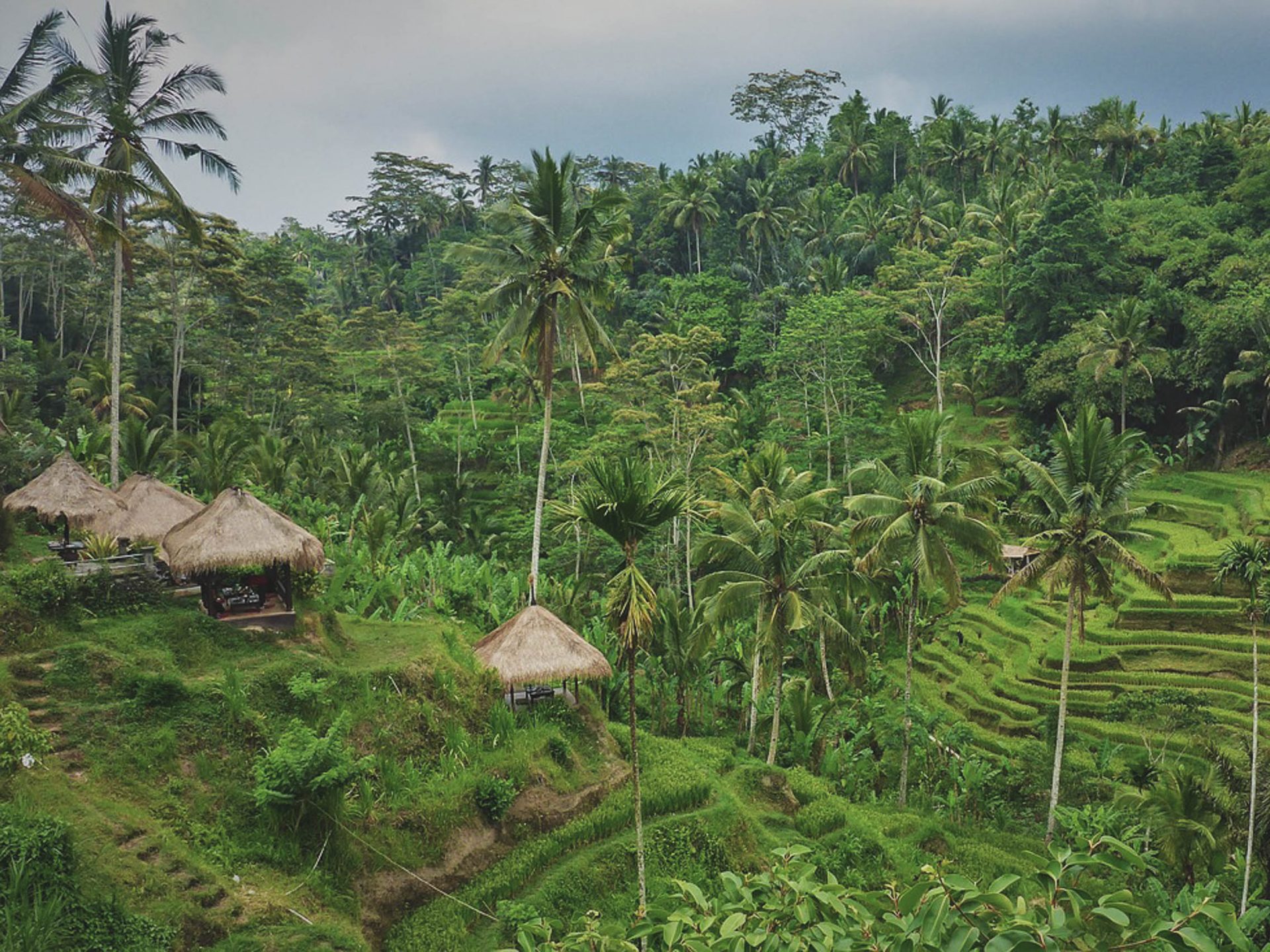 Les rizières de Bali