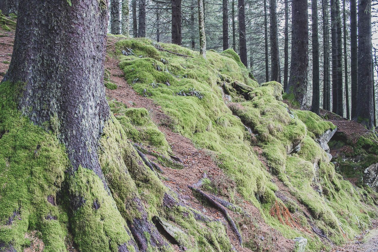 norvege visite bergen