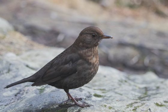 norvege visite bergen