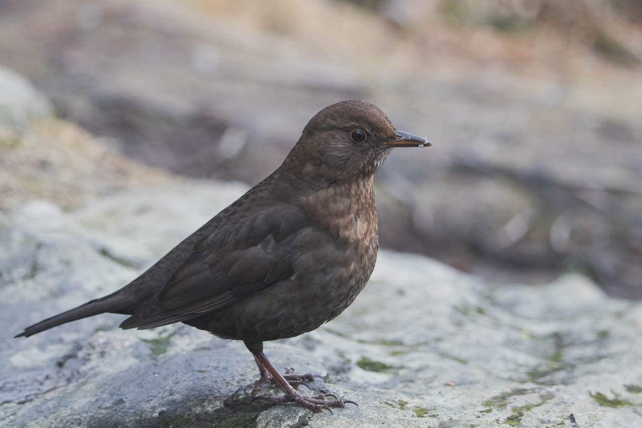 norvege visite bergen