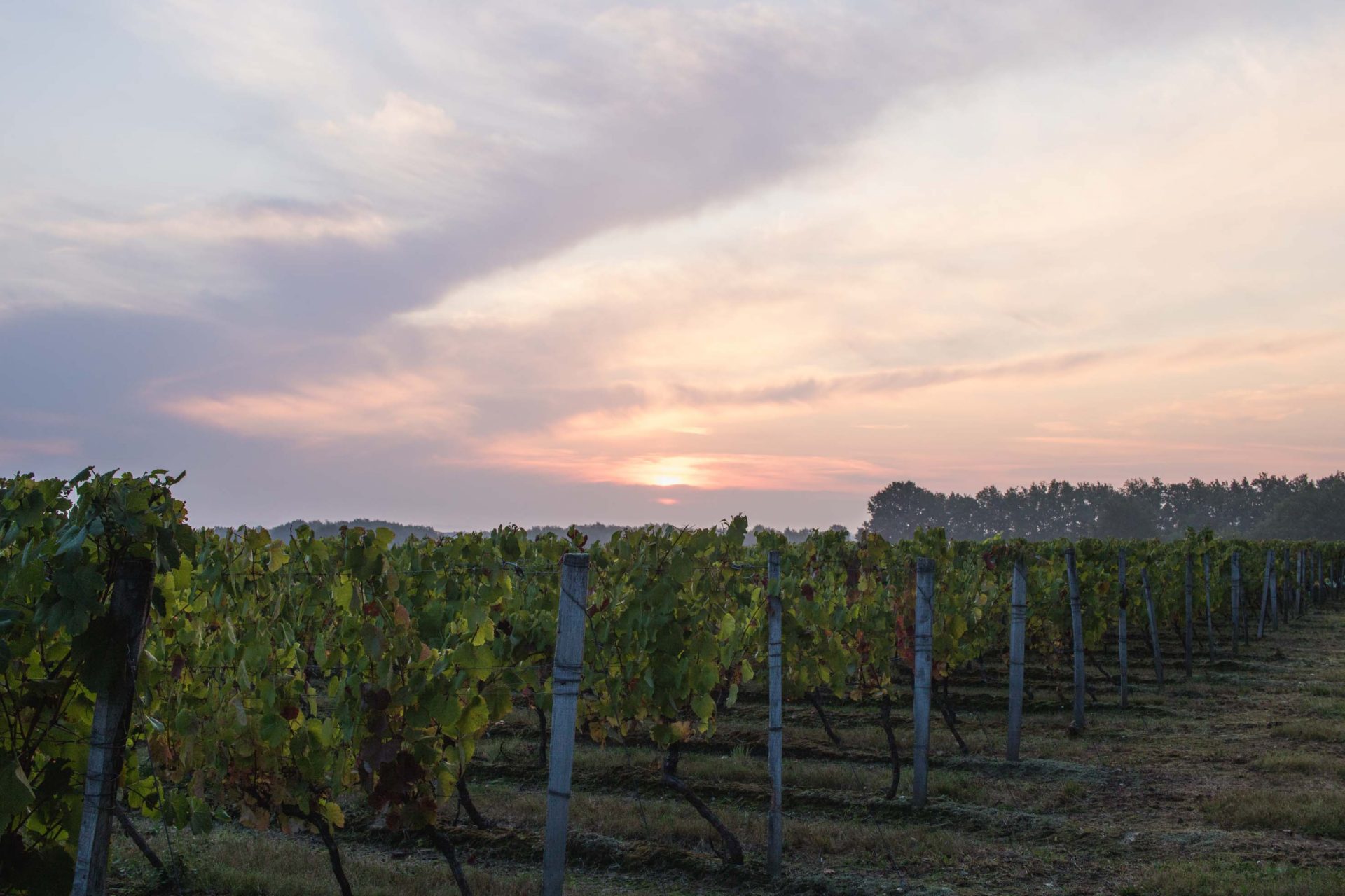decouverte route des vins Fronton Haute-Garonne