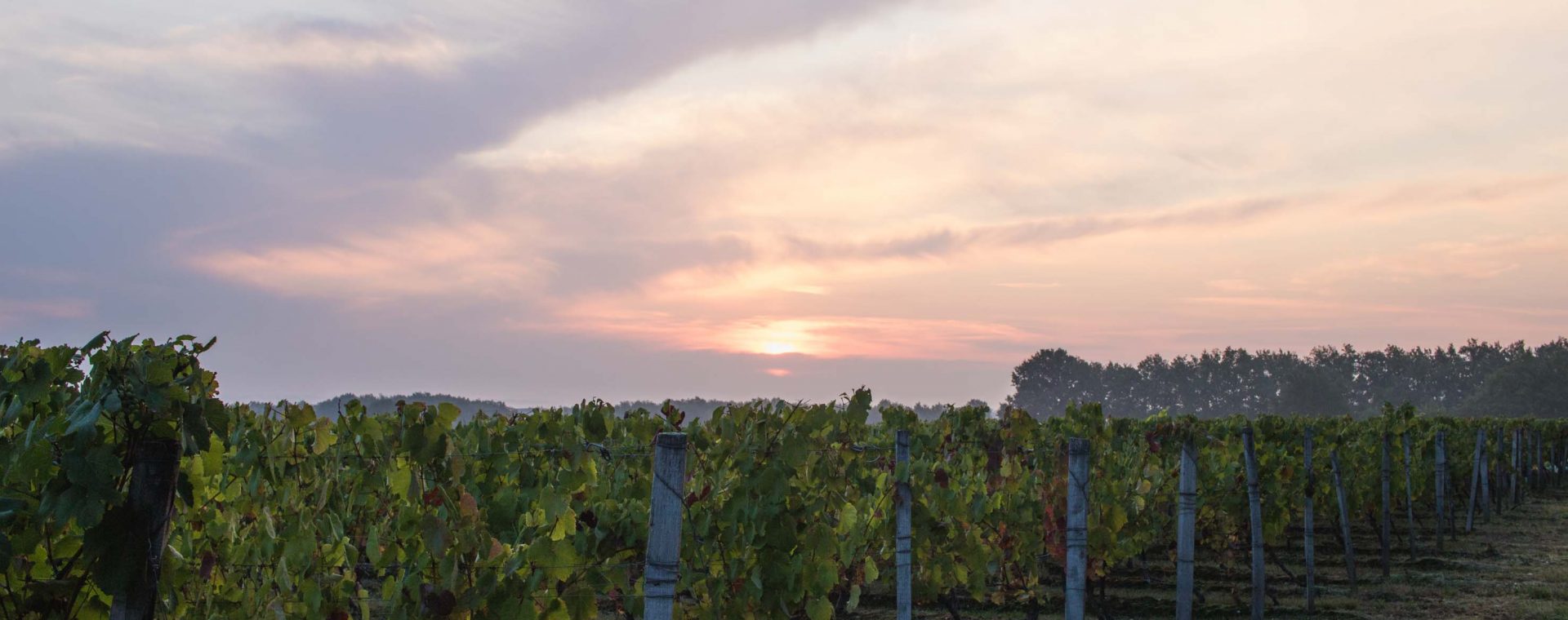 decouverte route des vins Fronton Haute-Garonne