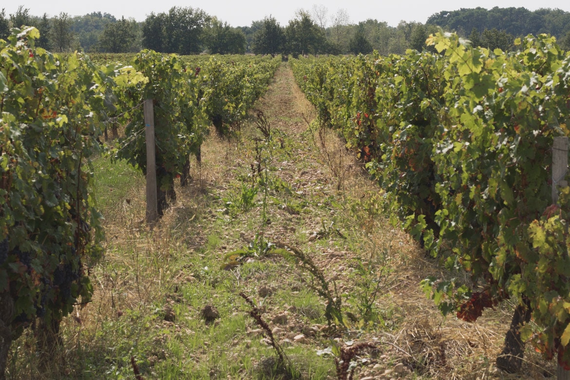 decouverte route des vins Fronton Haute-Garonne