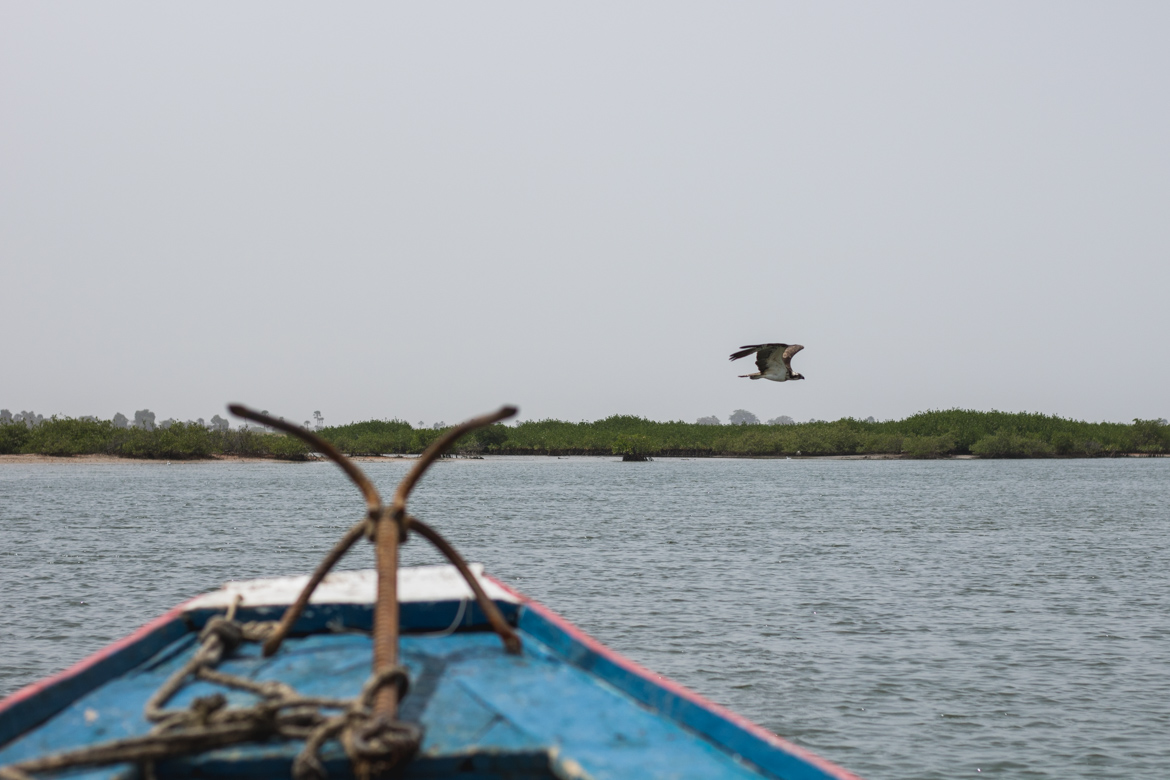 une semaine au senegal decouverte parc national Saloum iles