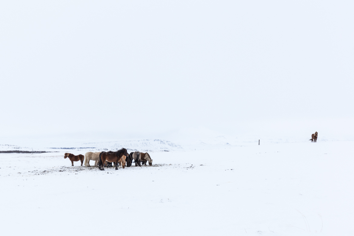 road trip hivernal en islande chevaux islandais
